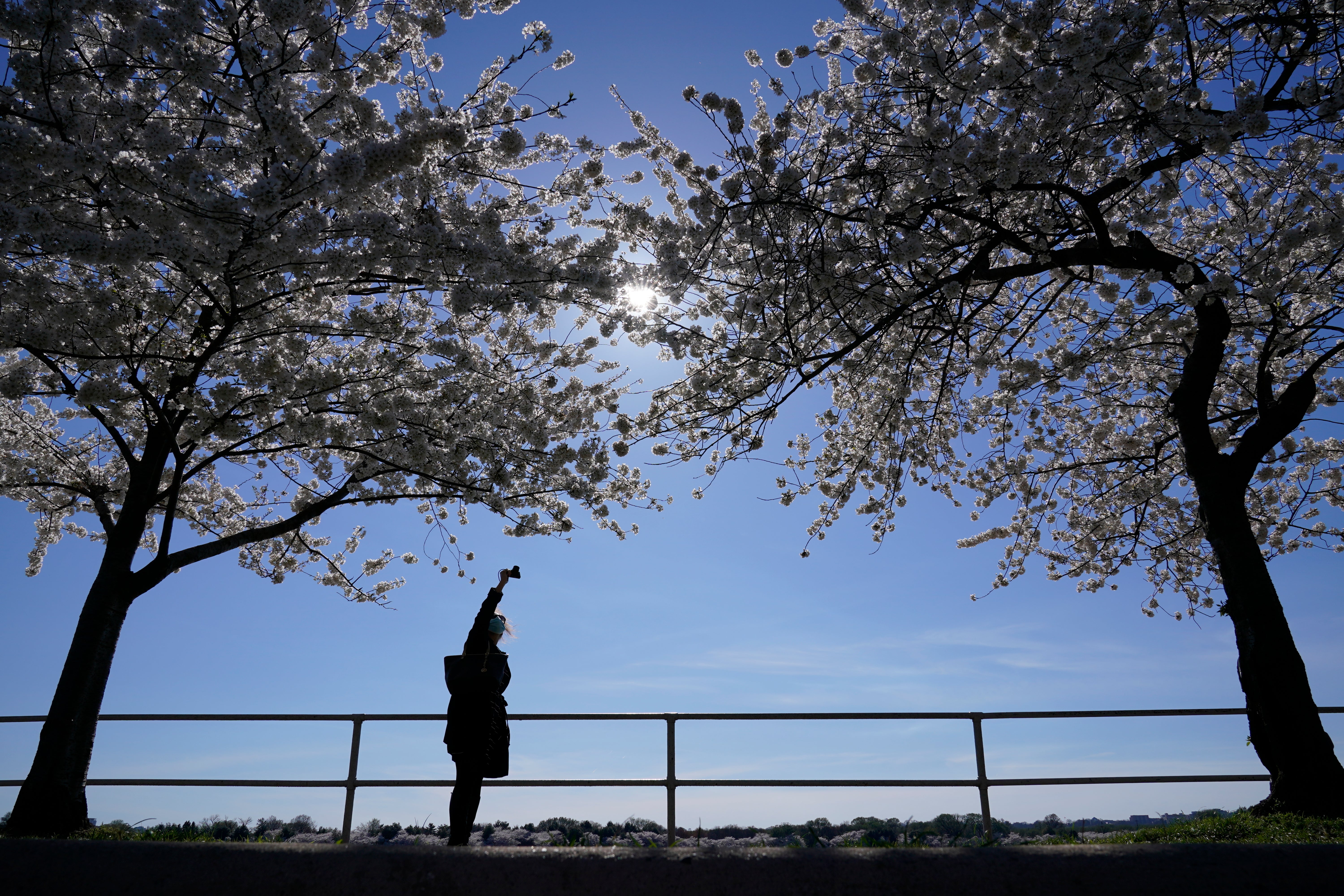 Cherry Blossom Festival