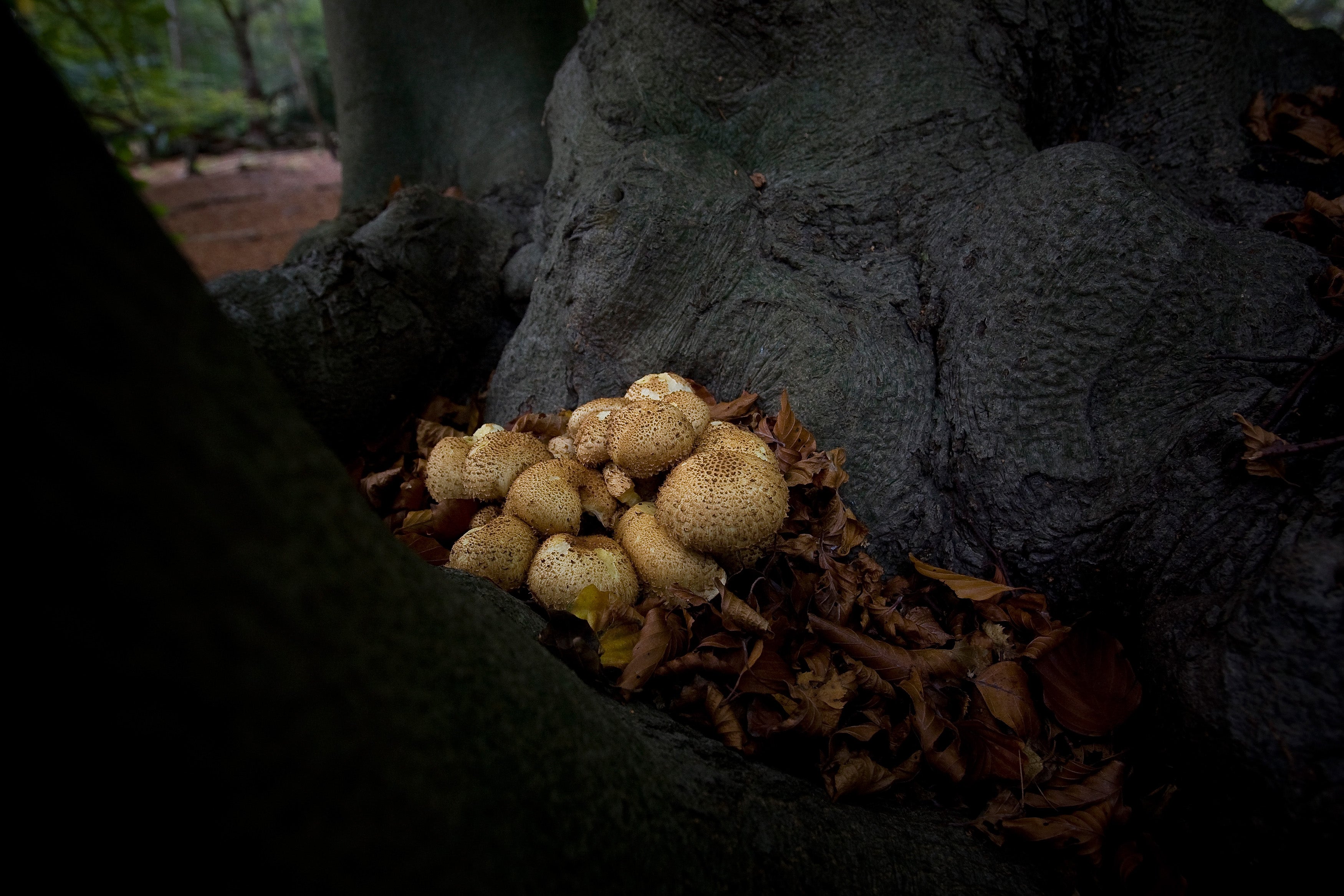 Fungi grow on the trunk of a tree in Epping Forest on 25 October, 2008 in London, England. People have been fined a total of £2,000 for illegally picking mushrooms in the forest.