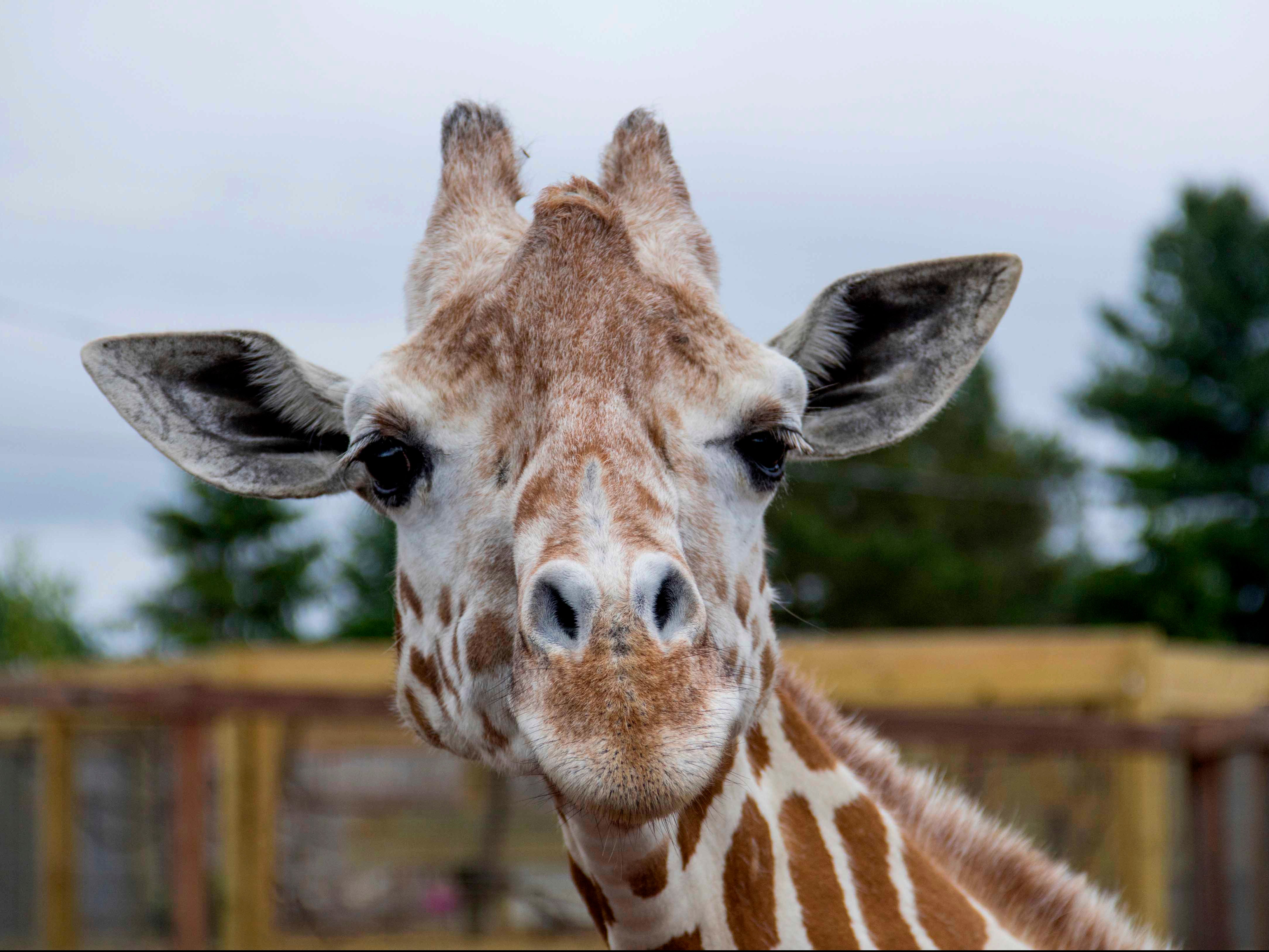 April the giraffe at Animal Adventure Park in Harpursville, New York on 3 June, 2018