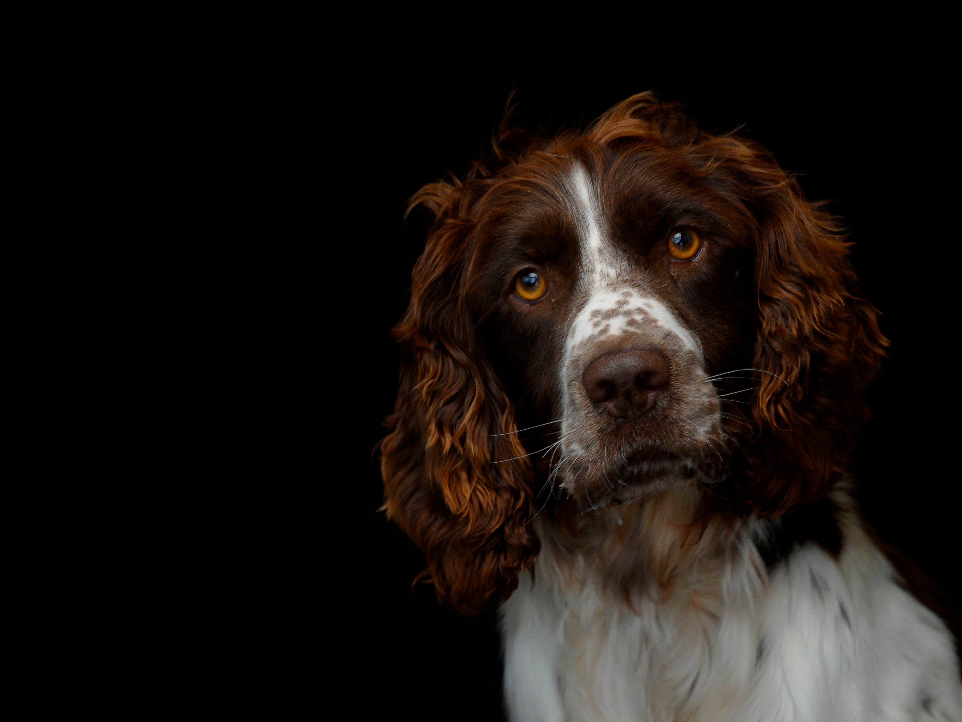 In this file photo taken on August 13, 2019, a 3 year-old Springer Spaniel, is pictured in the animal shelter of a Society for Animal Protection in Gennevilliers. Dog theft reports have been on the rise in the midst of the pandemic.