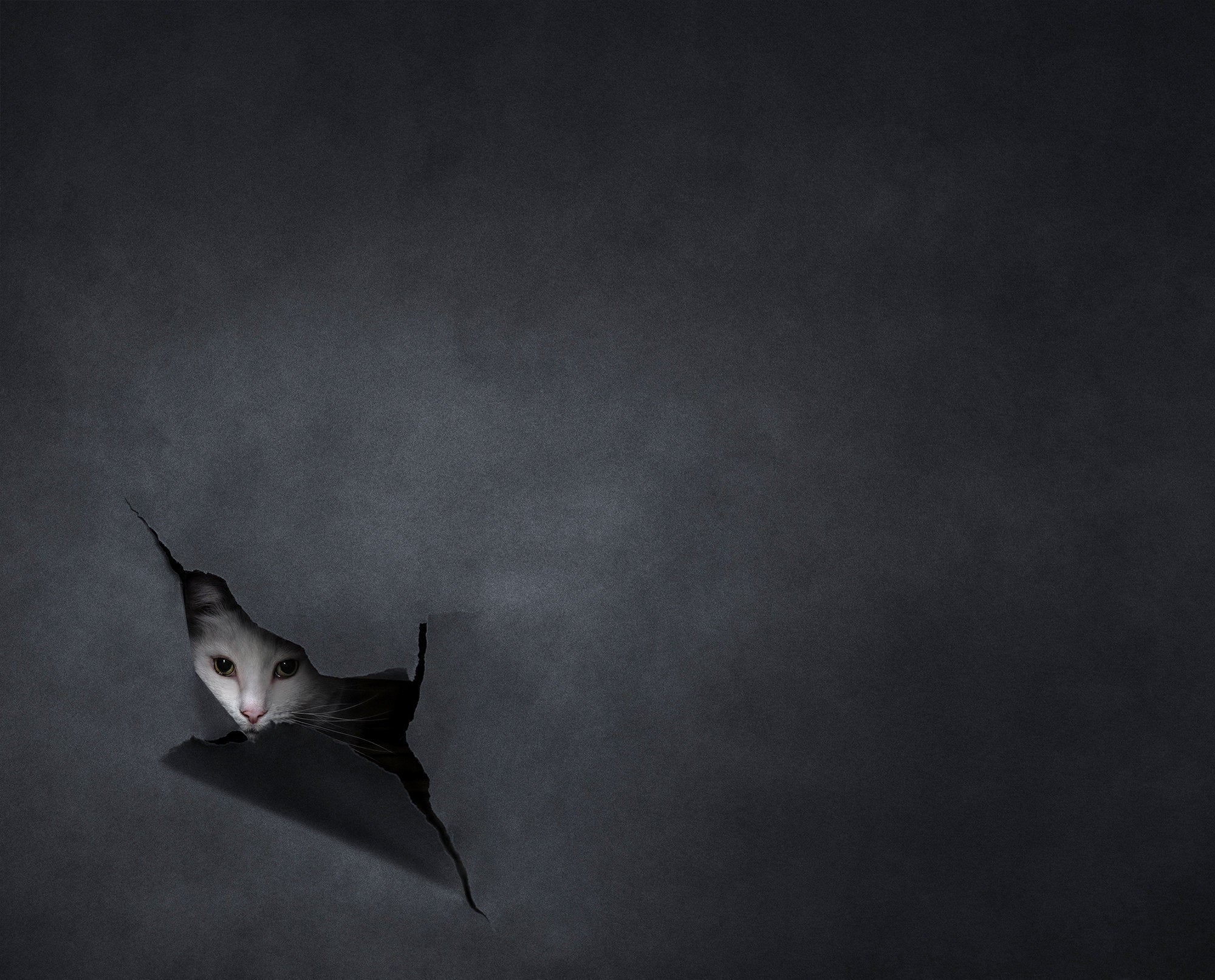 Pet groomer turned photographer Australian Belinda Richards won the Pet Portrait prize with a picture of a cat peering through a hole