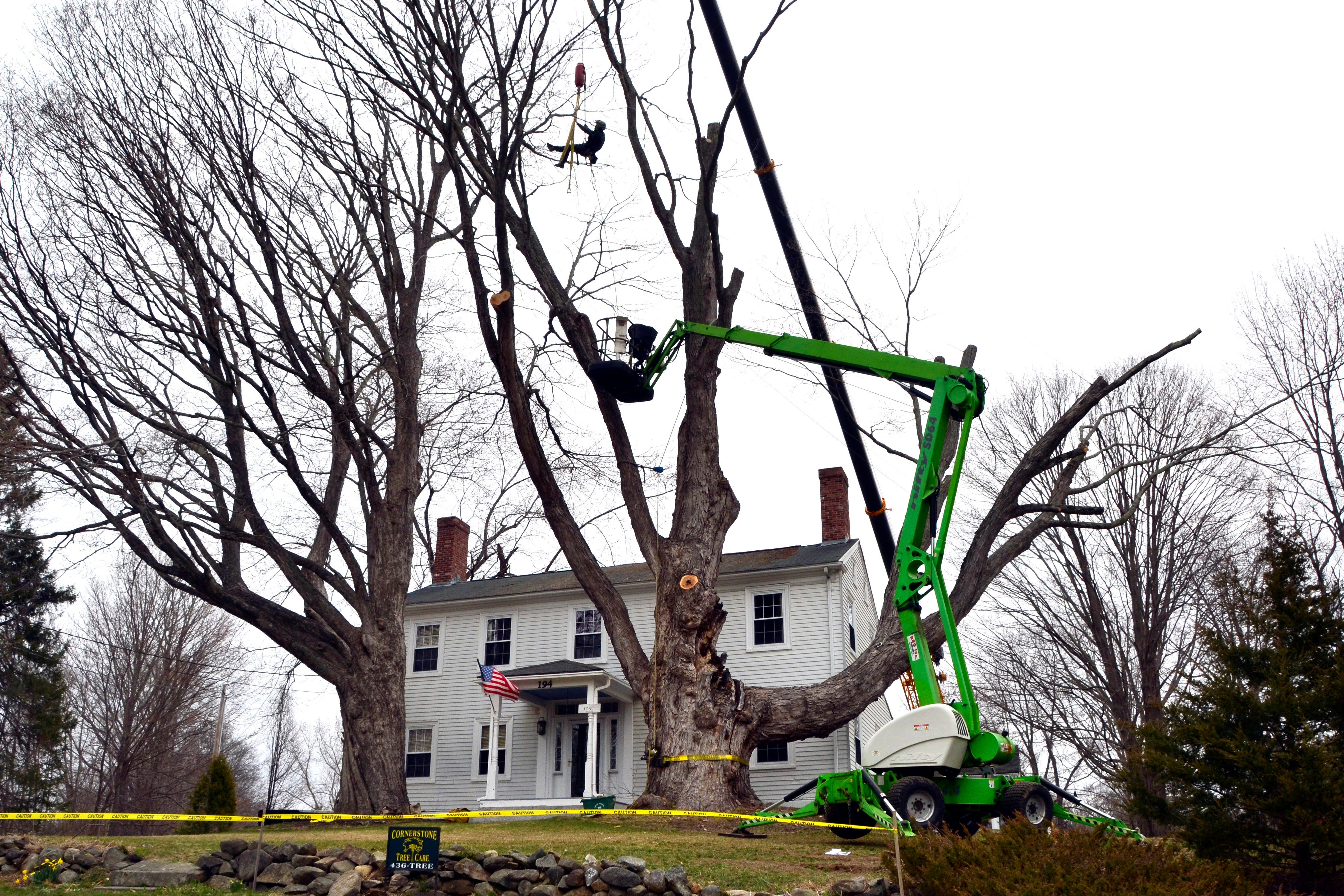 Big Tree No More