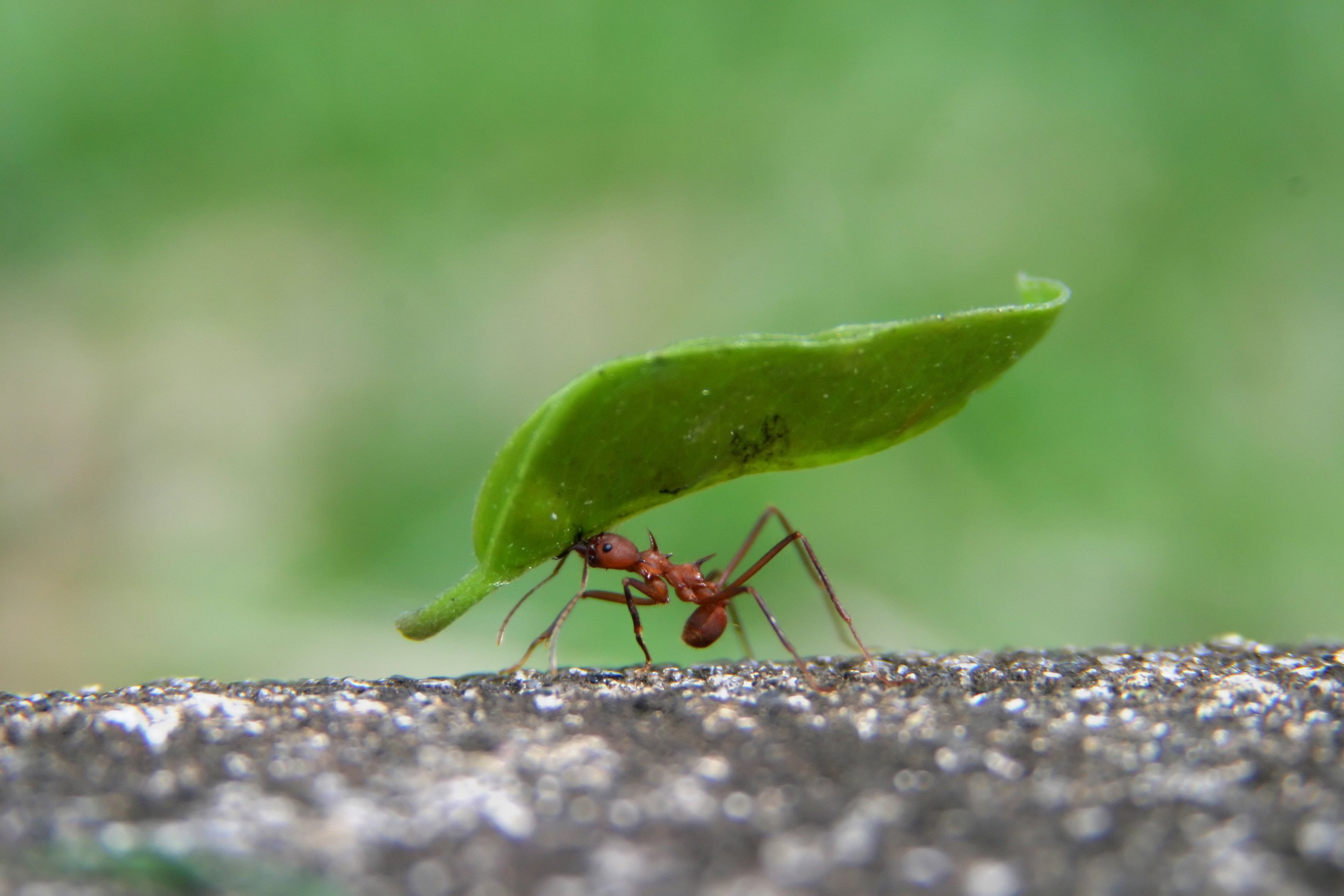 Ants have such a wide variety of shapes and styles and faces that they quickly begin to feel not just like individuals, but like people