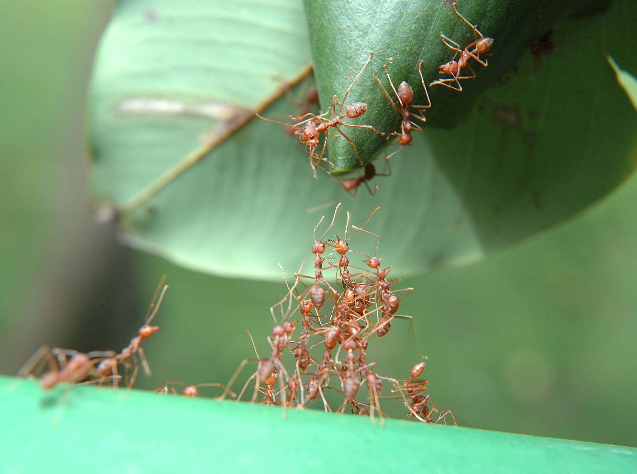 Learning the ways of ants teaches us that their lives are very different from our own