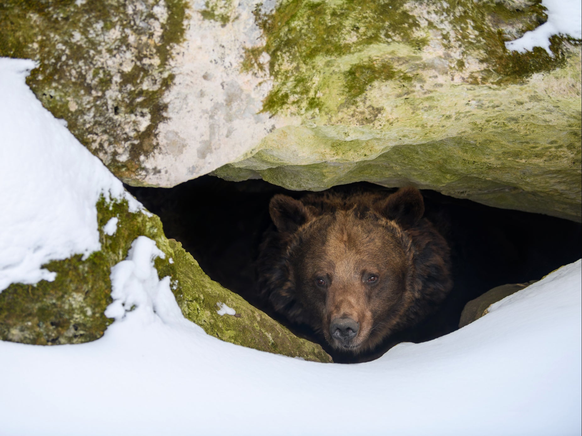 As temperatures get warmer, cues to wake up after a long winter may come earlier, but food may not be available once the animals wake up