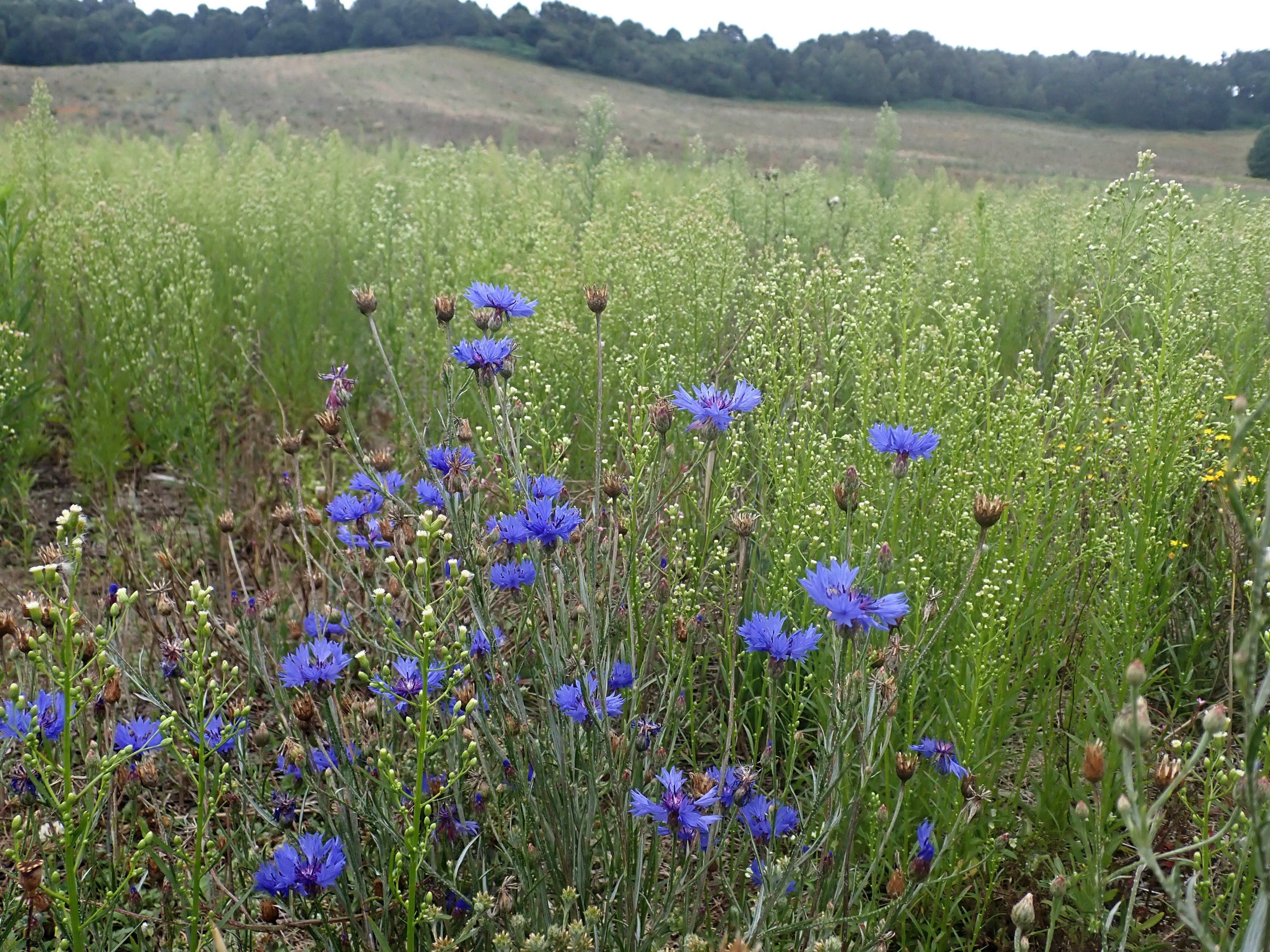 Cornflowers at a rewilding project in Worcestershire, ideal for attracting butterflies