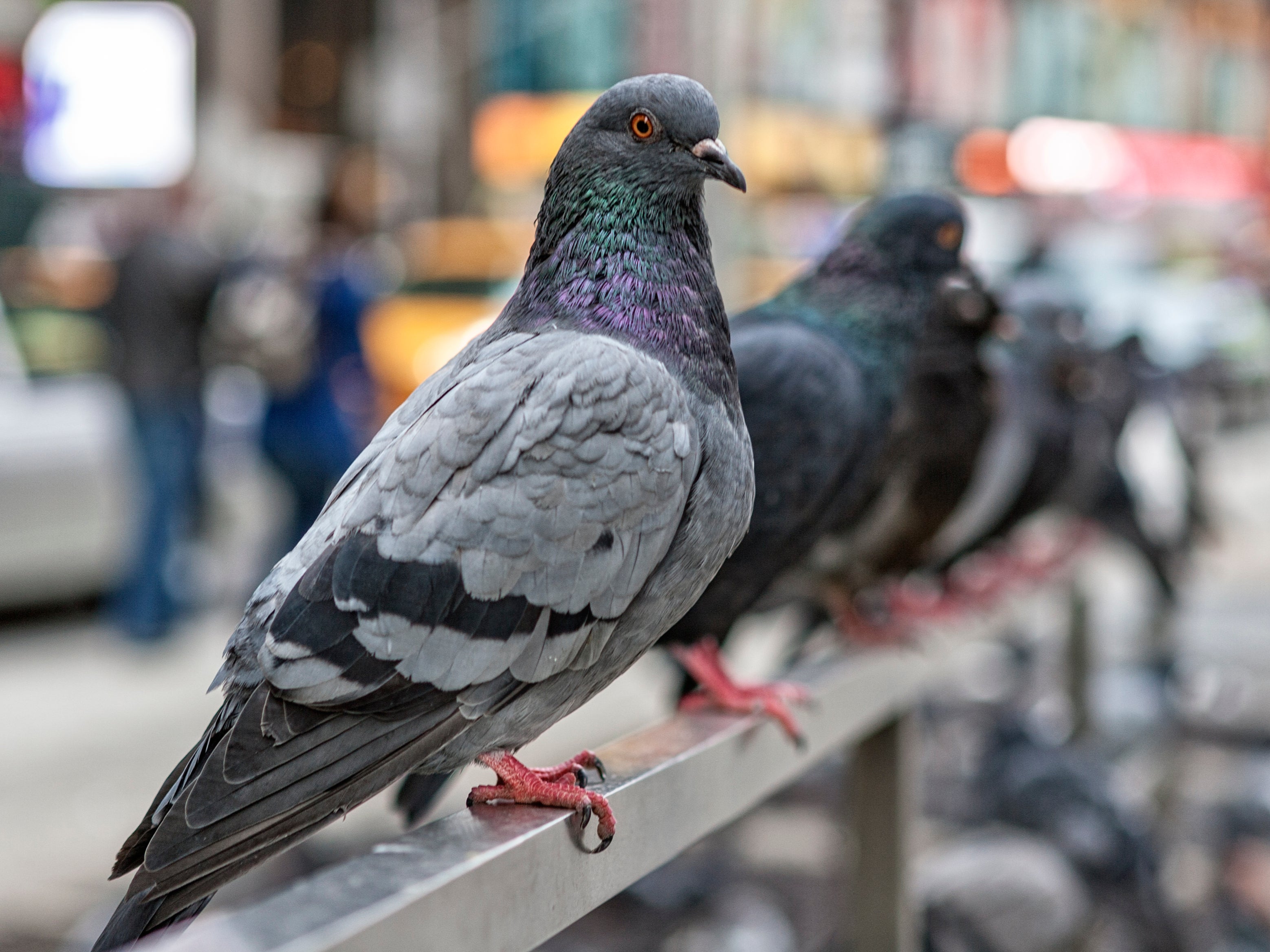 A pigeon was found with a nail through its beak, believed to have been shot by someone with a nail gun, says the Scottish SPCA