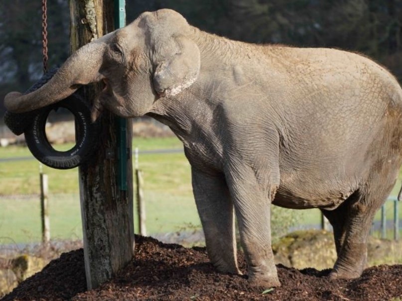 Anne the elephant will not be retiring to France, say her keepers at Longleat