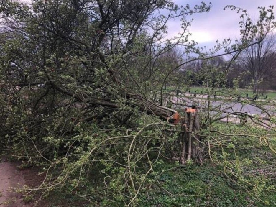 Numerous photographs show chopped down trees strewn over grass, near roads and in the river