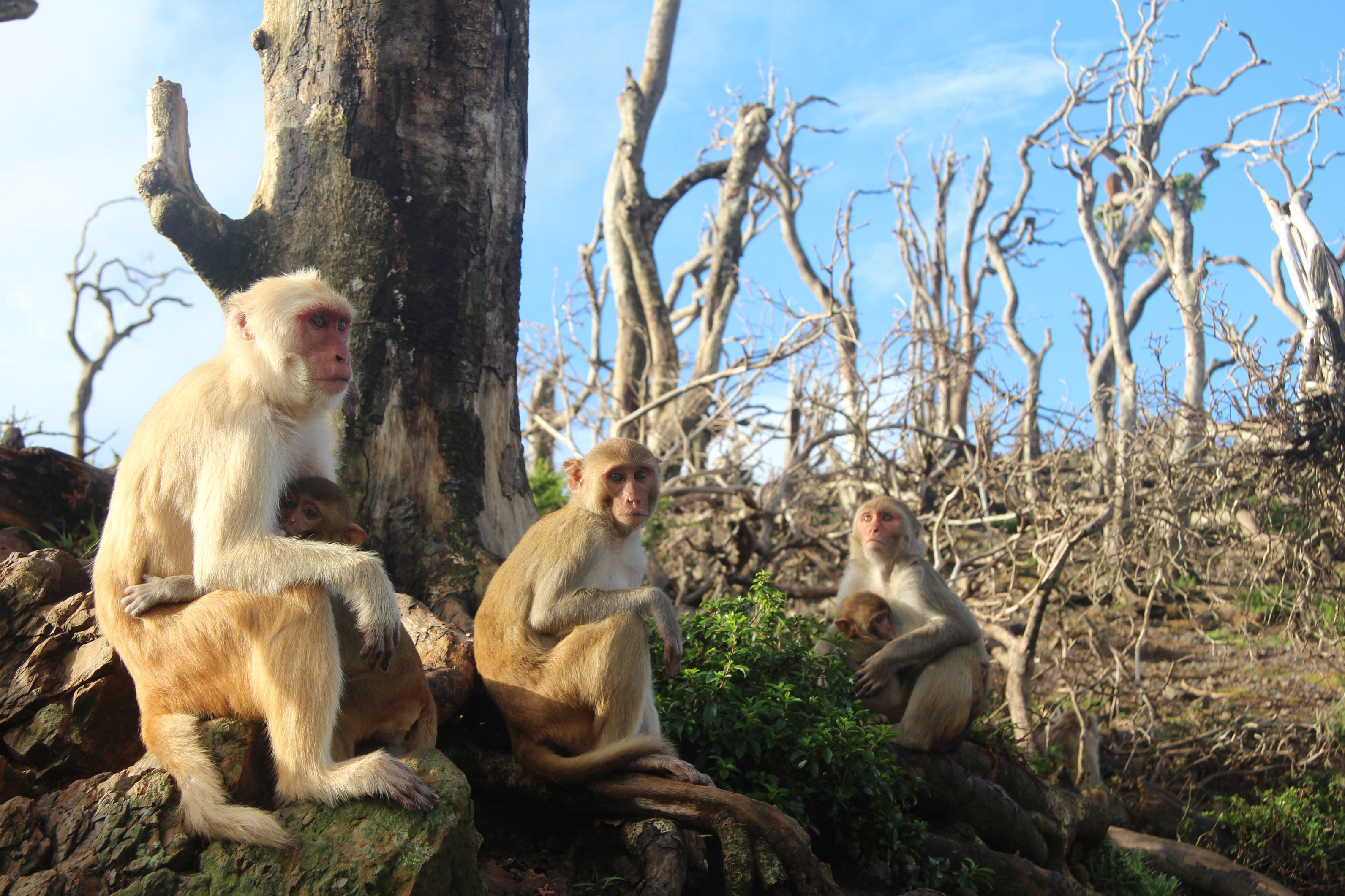 Female rhesus macaques are pictured with their young in Cayo Santiago, Puerto Rico.