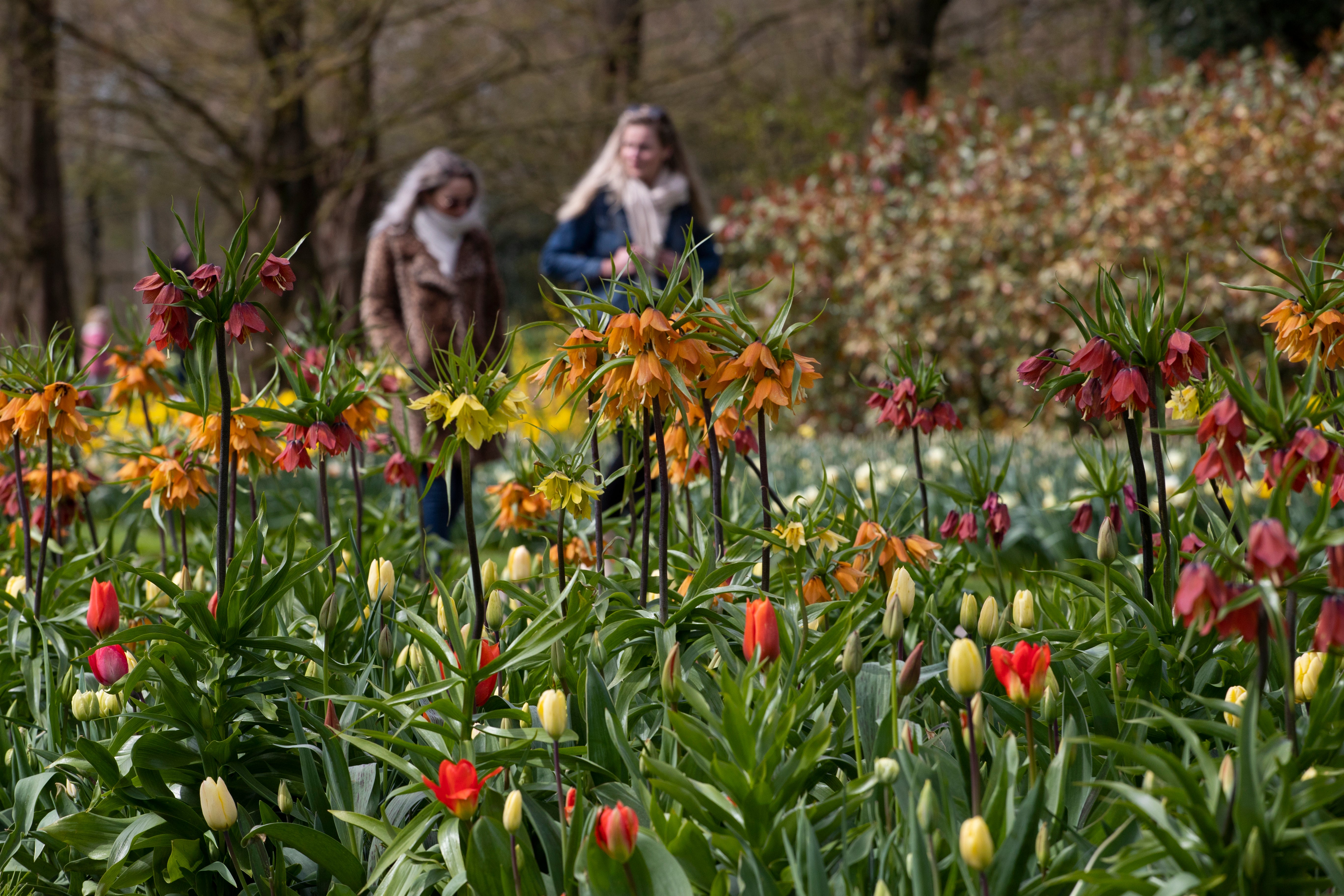 Virus Outbreak Netherlands Tulips