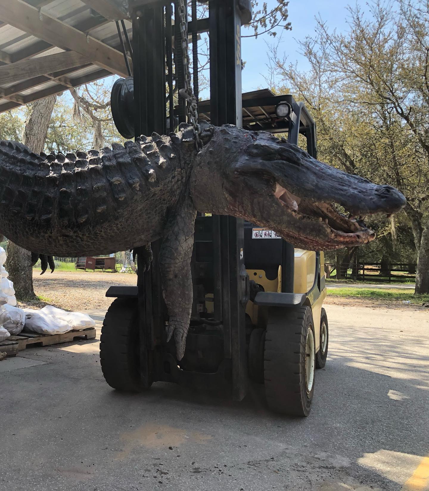 A photo, posted on Facebook, of the 445lb alligator found in South Carolina