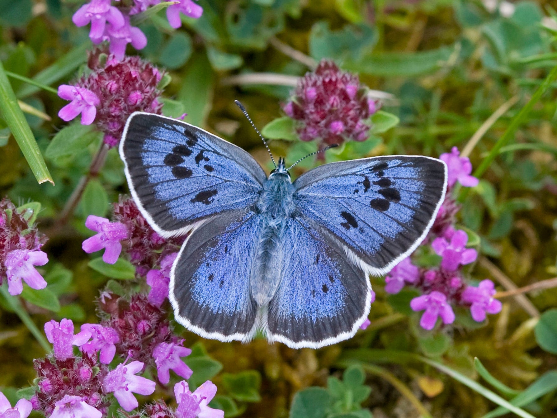 A Large Blue butterfly