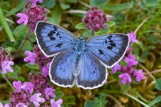 Help butterflies and moths to boost your own mental health, public told
