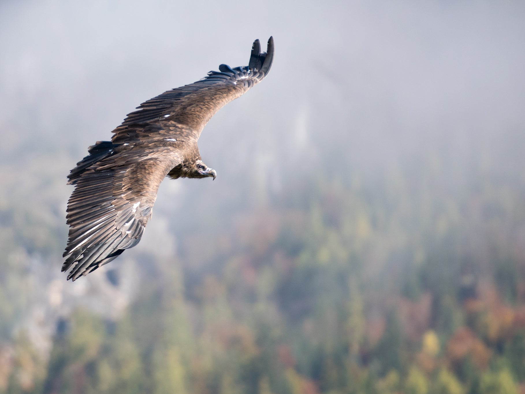 Cinereous vulture in flight. There are only around 2,400 pairs across Europe