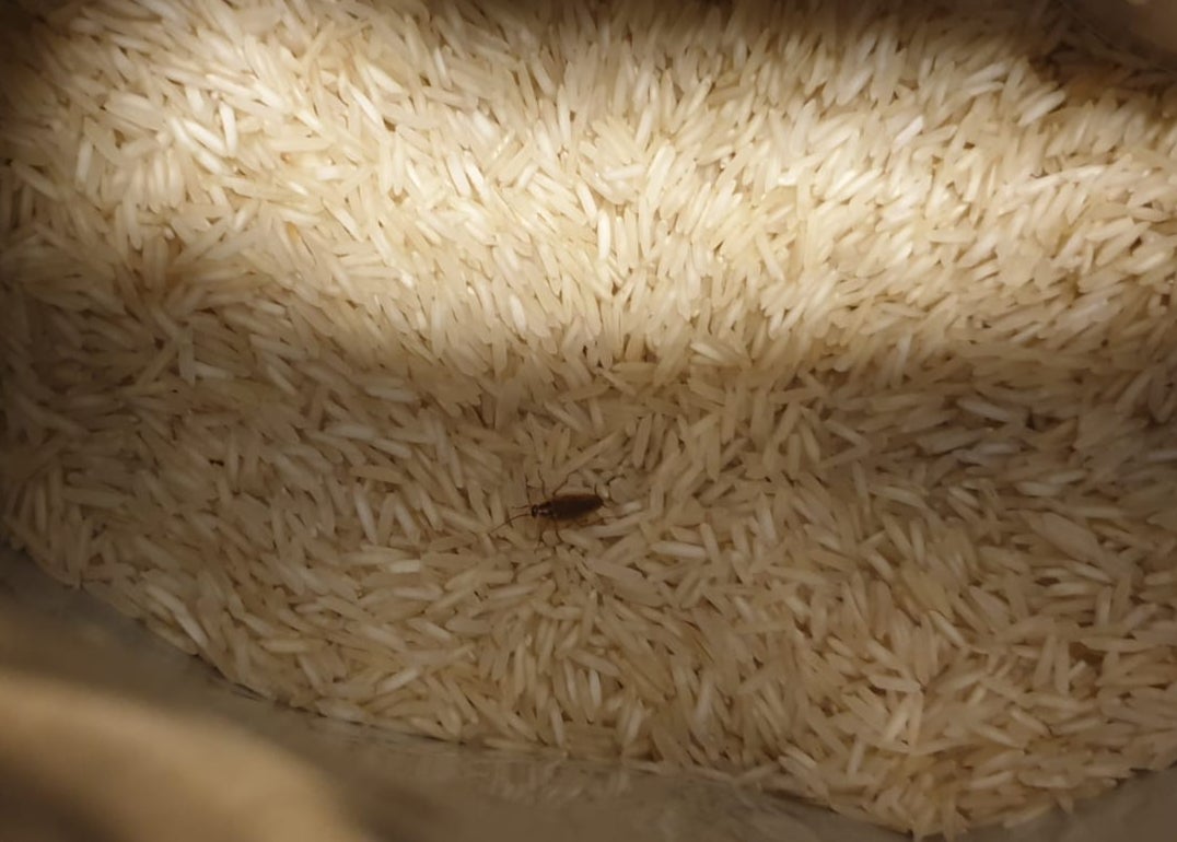 A cockroach crawling in rice