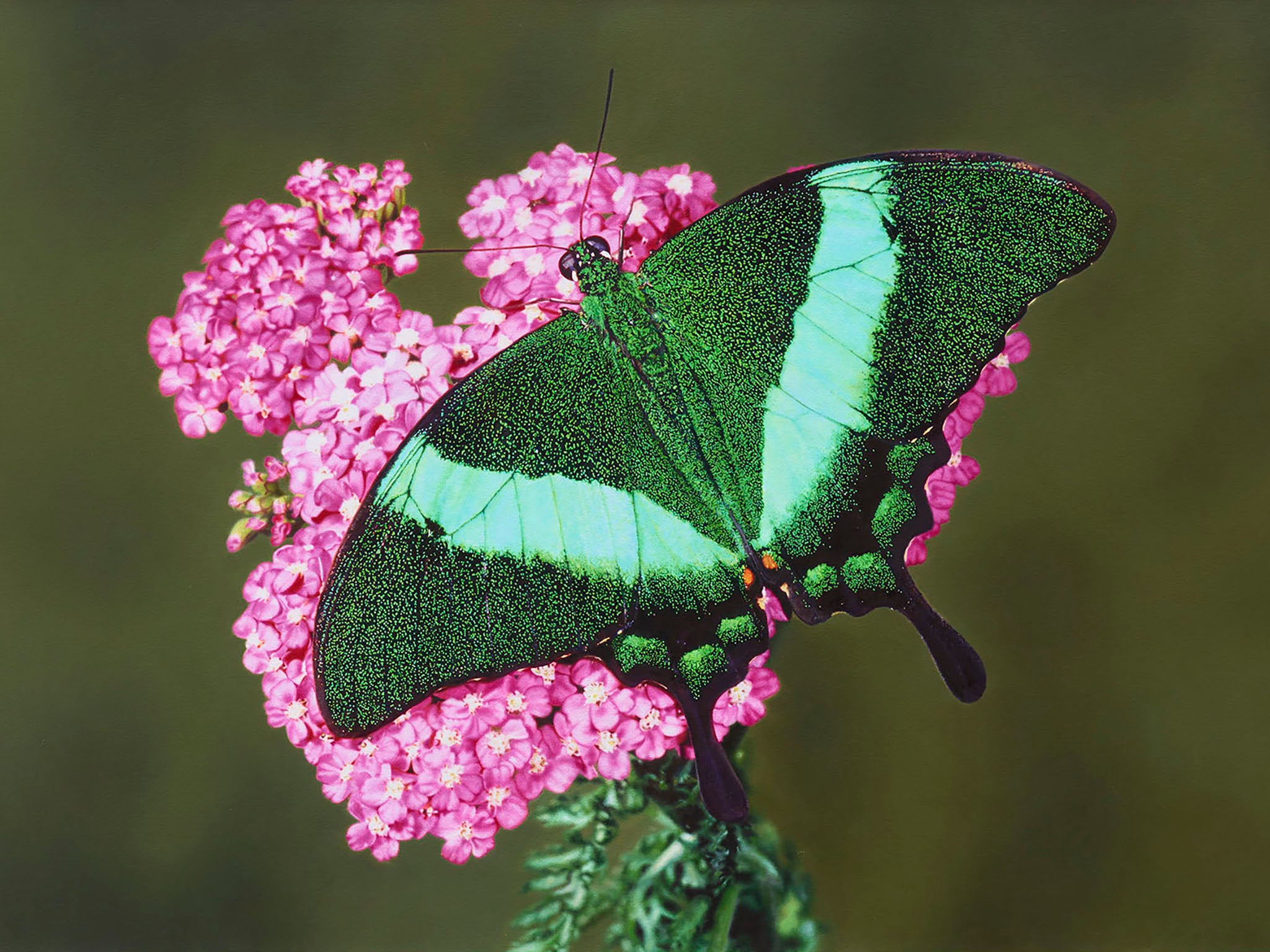 Damien Hirst’s Papillio palinurus in Achillea millefolium