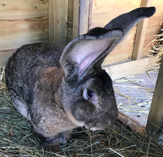 ‘World’s biggest rabbit’ stolen from owner’s garden