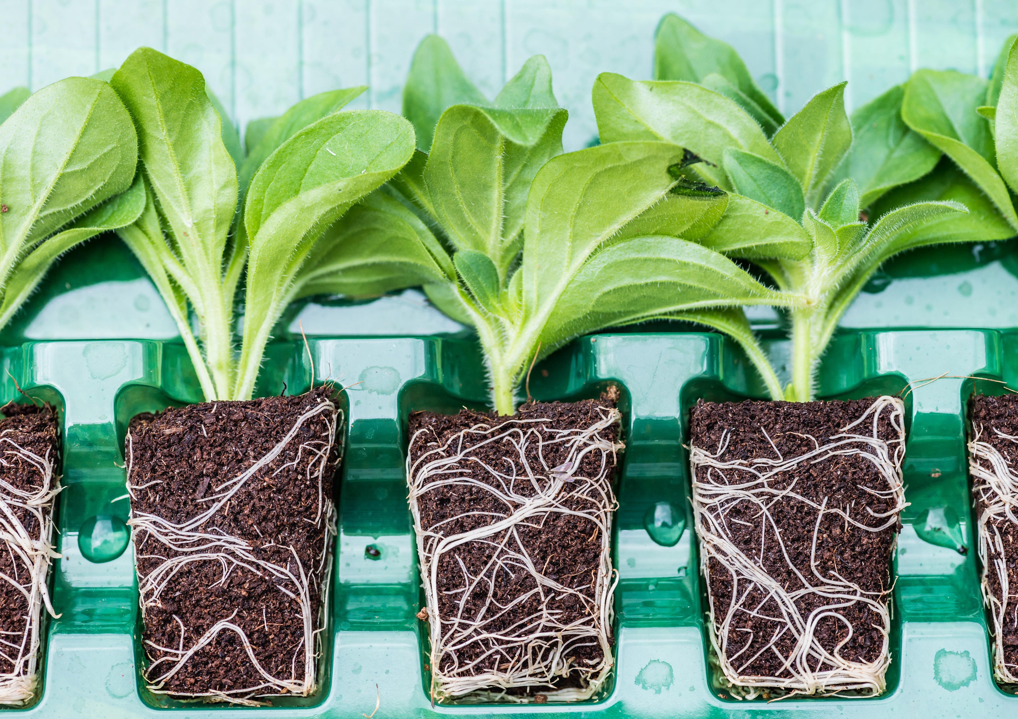 Plug plants in a plastic container (Alamy/PA)