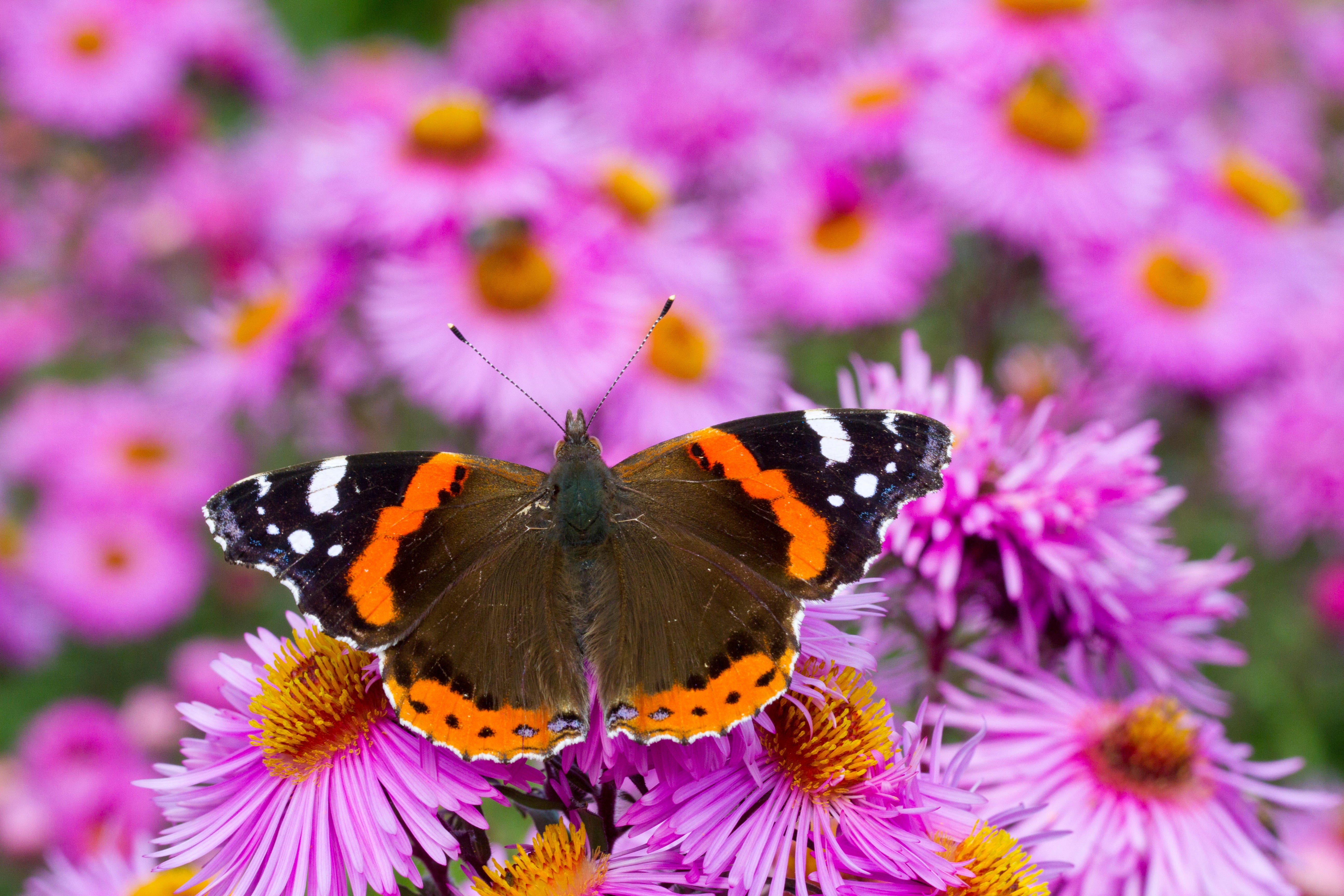 Red Admiral Butterfly