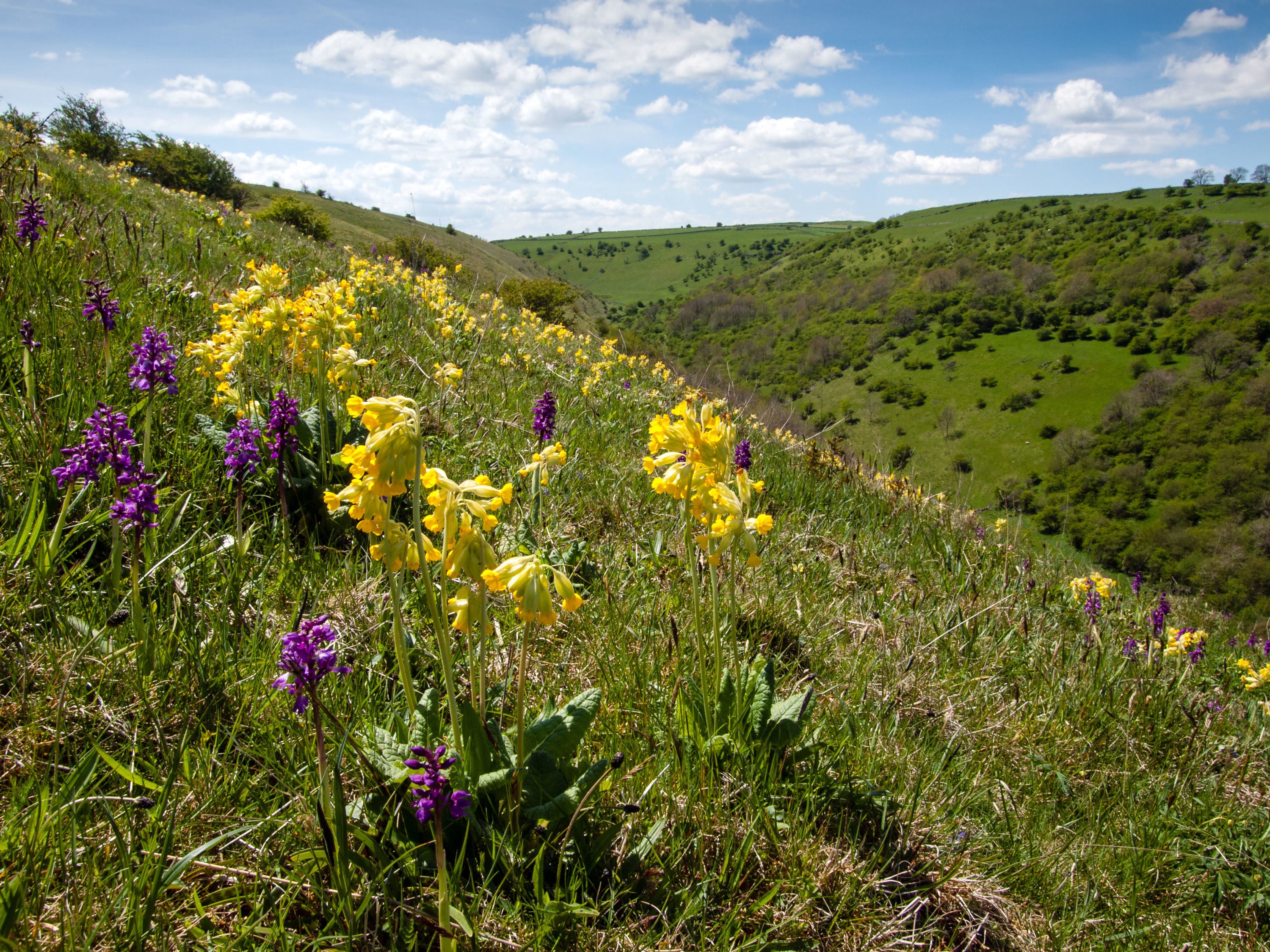 Cowslips, also known as cowslops, fairy cups and bunch of keys, are wild yellow spring flowers found on grass verges and close to footpaths