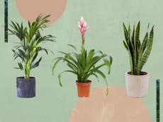 7 best indoor house plants to spruce up your living space