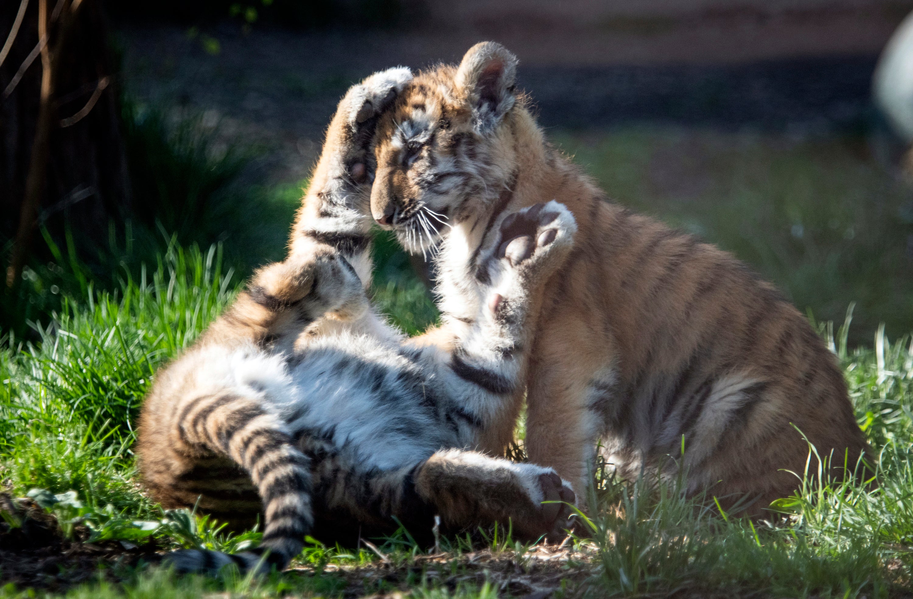 Tiger Cubs Cleveland