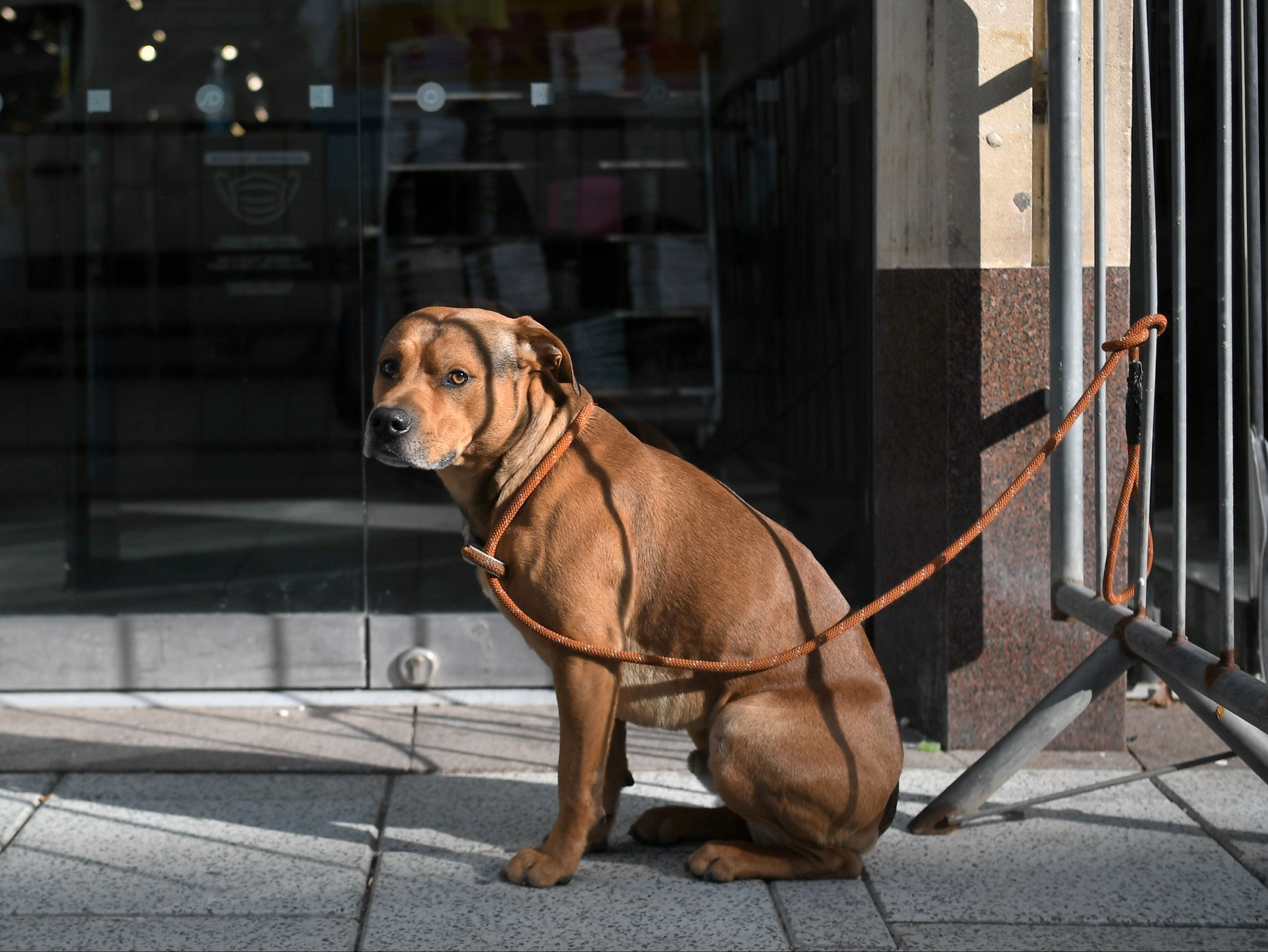 Criminals have pounced on rising demand for puppies during lockdown