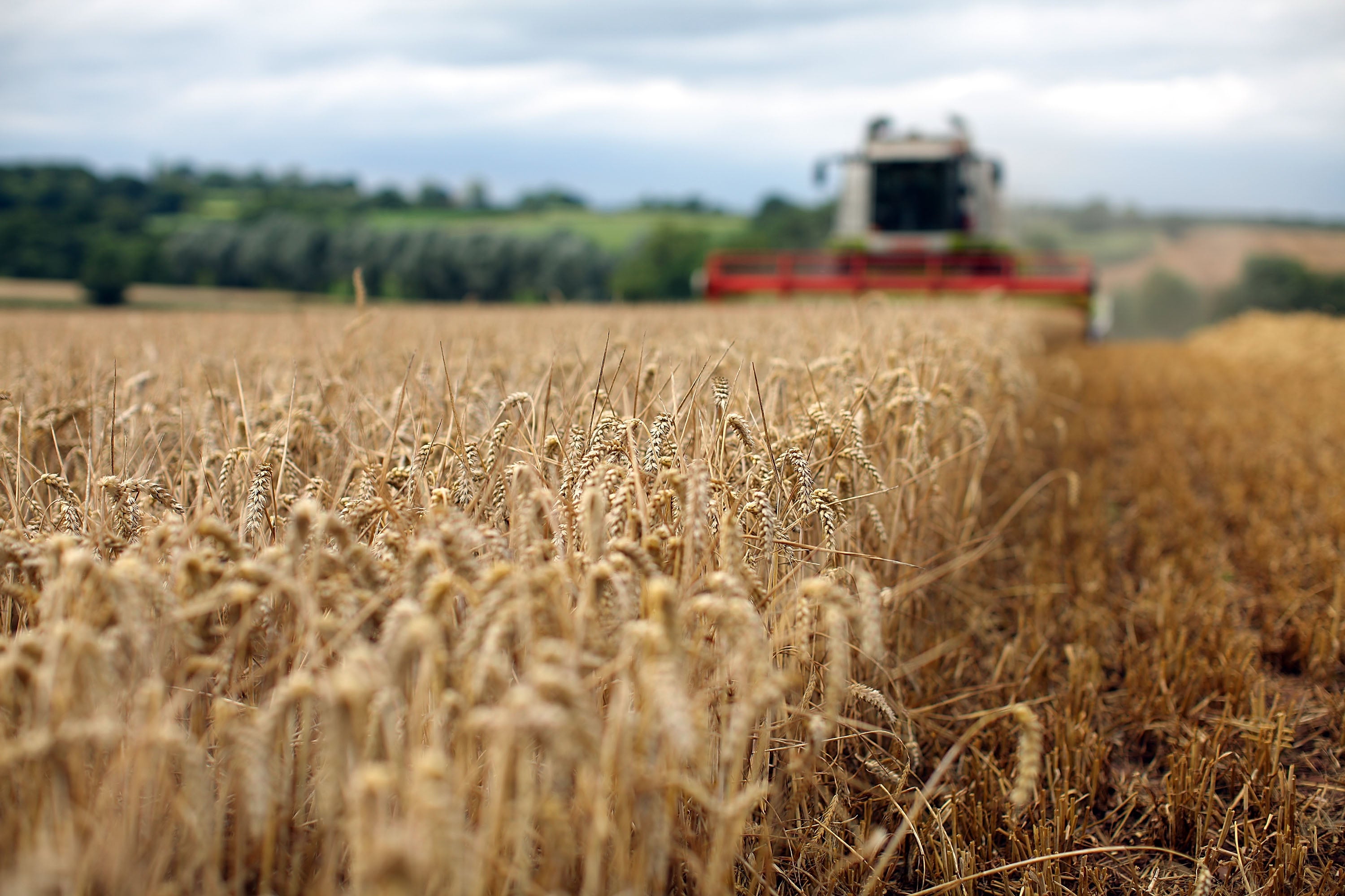 High-zinc wheat is expected to make up 80 per cent of varieties distributed worldwide in the next 10 years