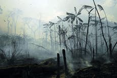 Climate crisis: UK, US and Norway unite for $1bn rainforest protection initiative