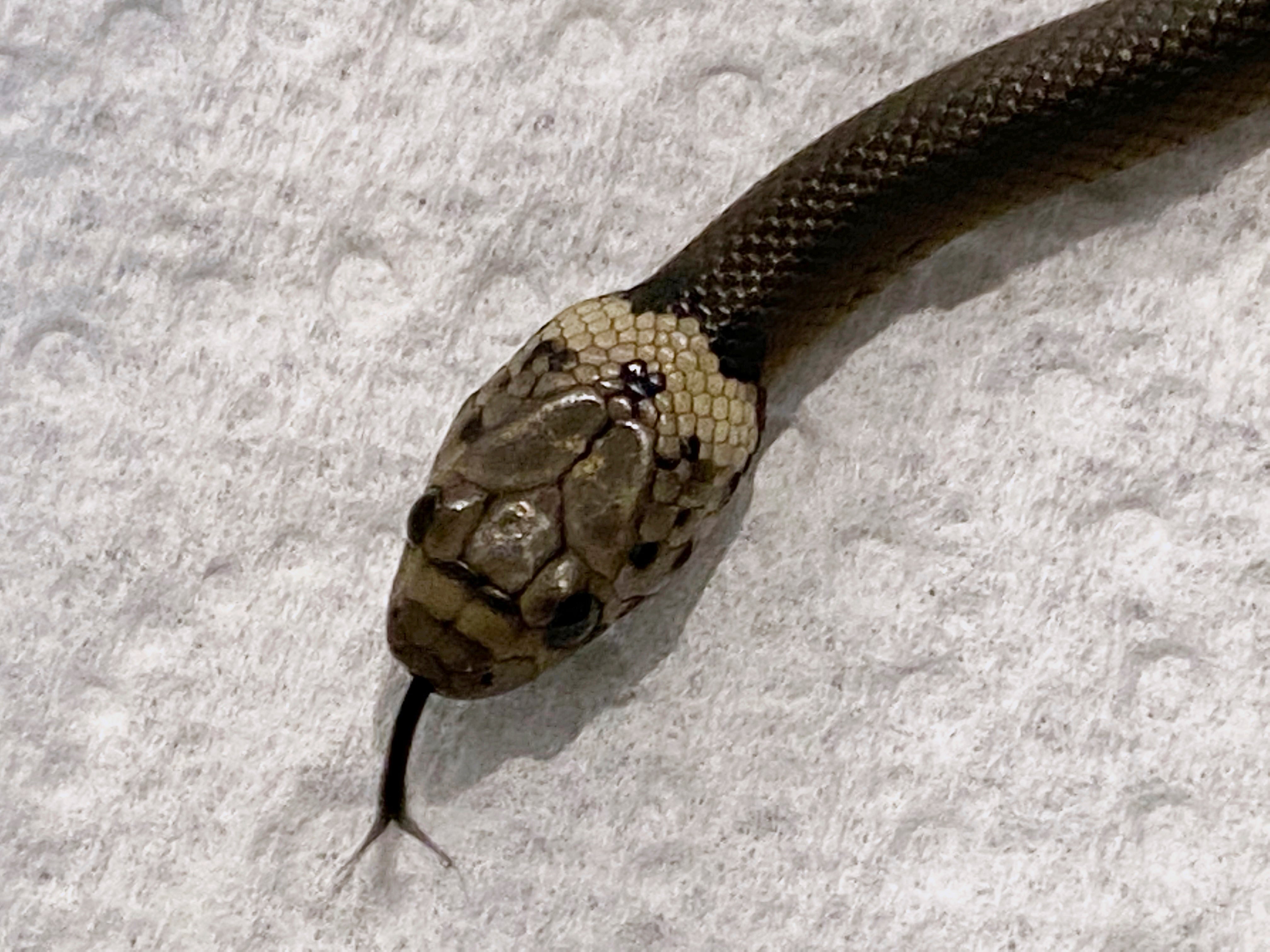 Australia Snake in Salad