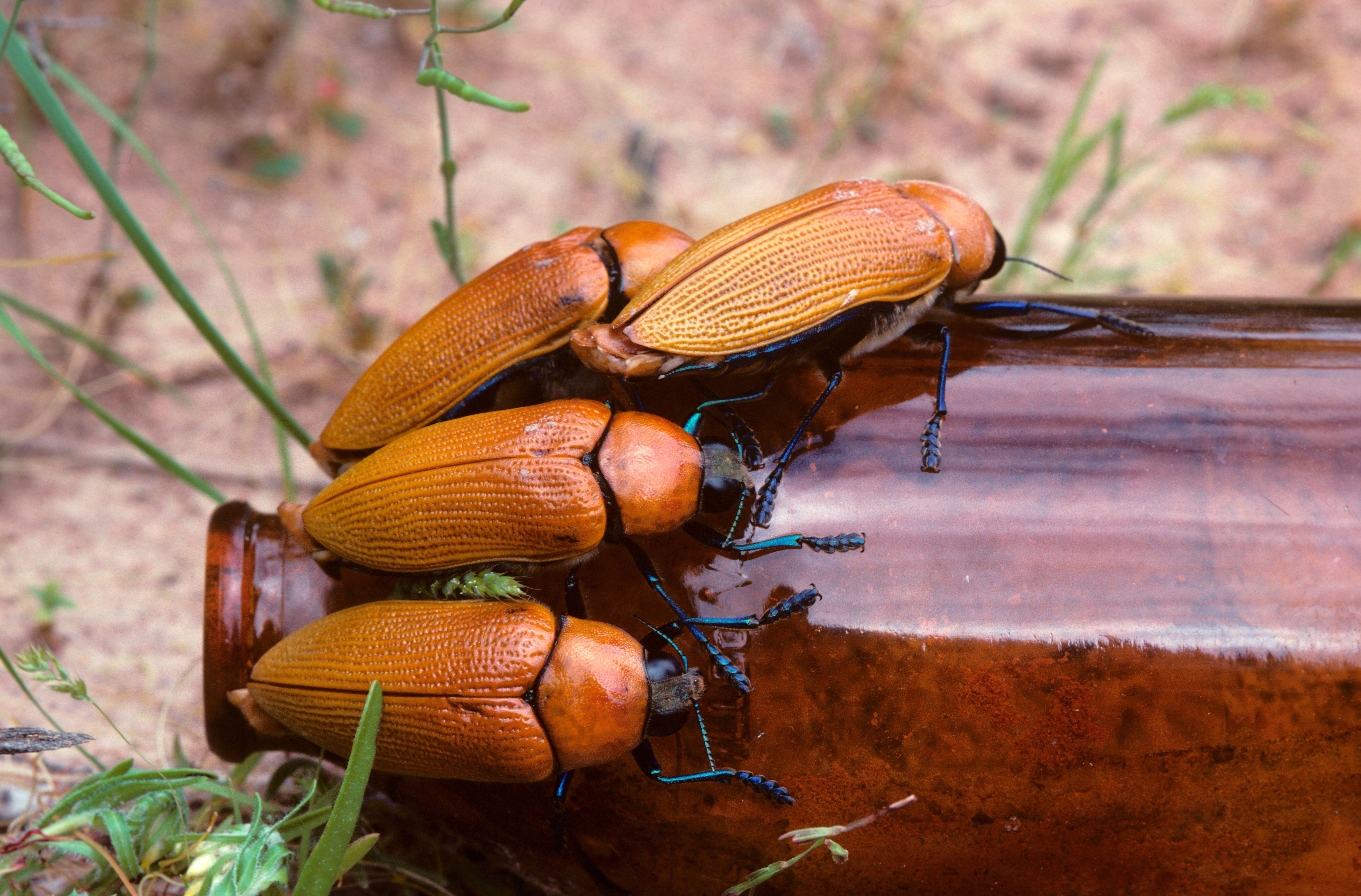 Jewel beetles males attempting to mate with a discarded beer bottle