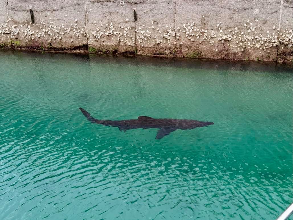 A basking shark was spotted in Torquay marina two years ago