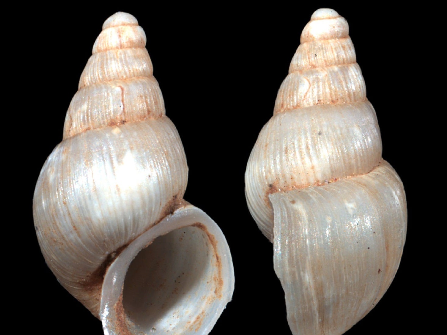 The shell belonging to Tavunijana djokovici, a new snail species named after tennis great Novak Djokovic