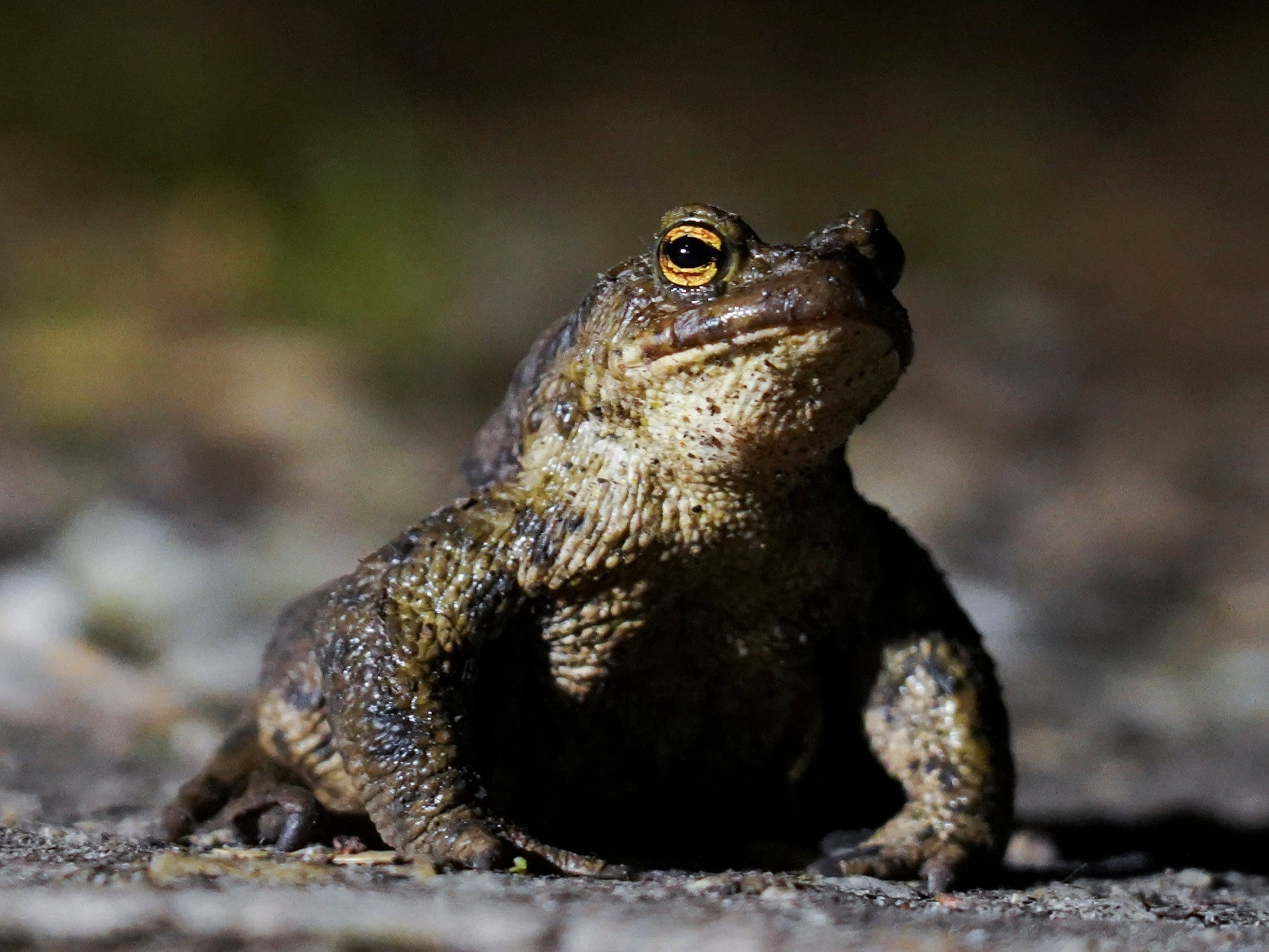 Volunteers cannot carry the animals across this year because of Covid-19