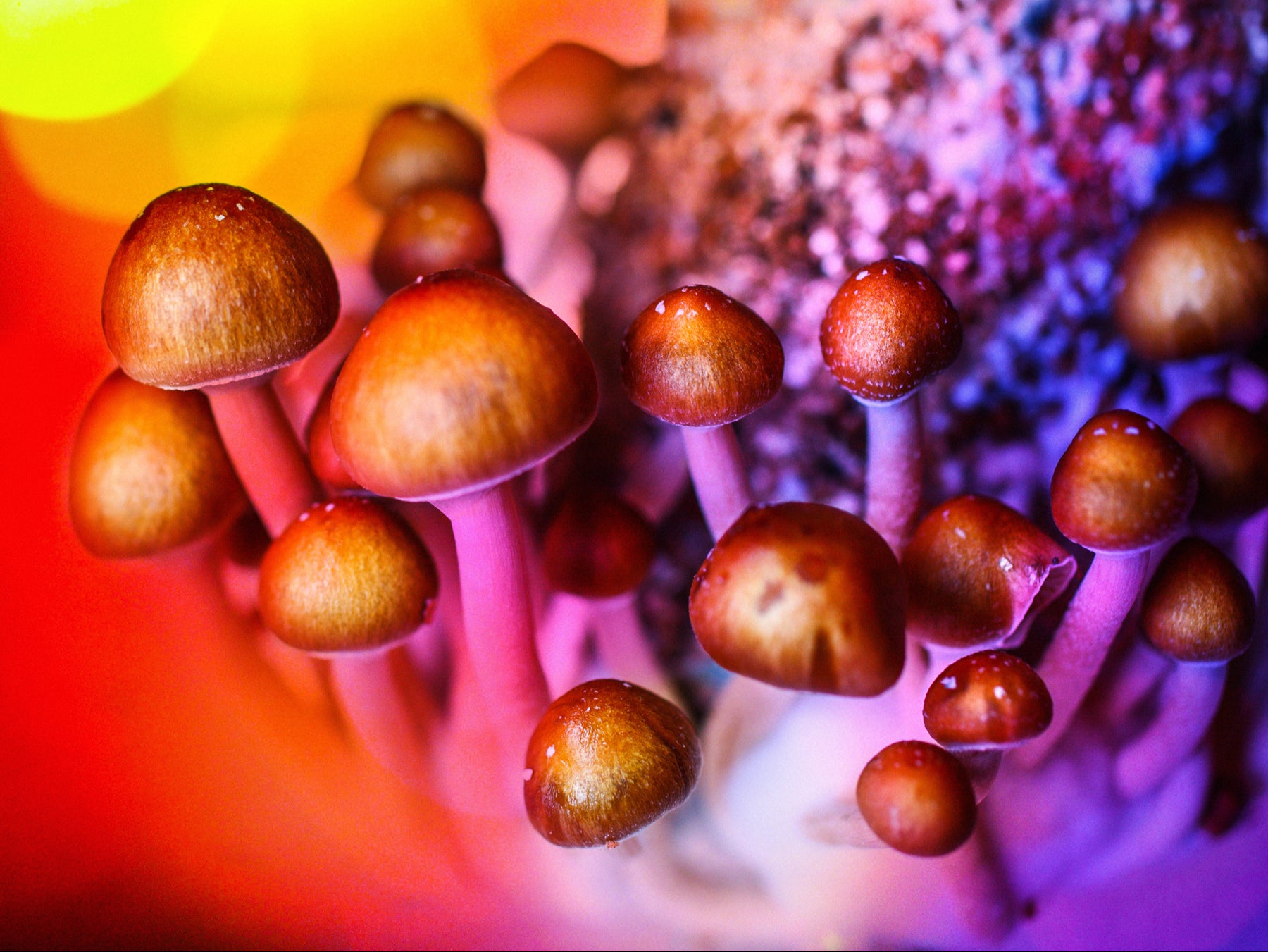 Psilocybin mushrooms, aka magic mushrooms