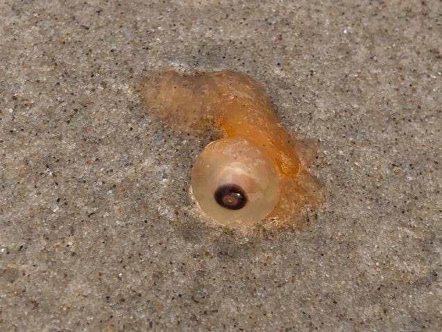 An image showing what are thought to be Rhizophysa eysenhardti, after washing up in the Gulf of Mexico