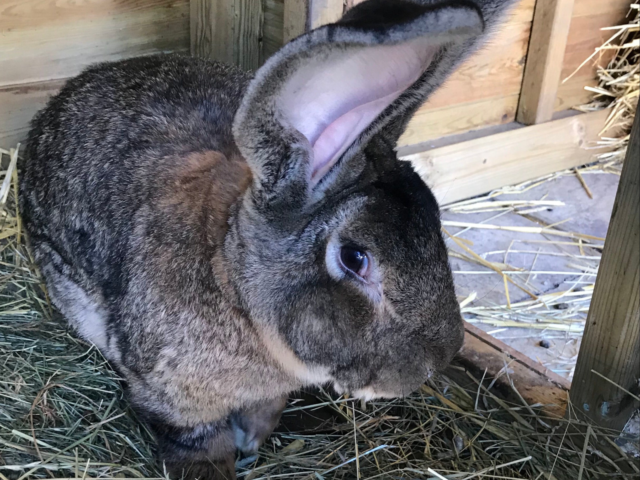 The rabbit , named Darius, has the Guinness World Record for being the biggest continental giant rabbit