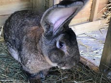 Reward doubled in hunt for ‘world’s longest rabbit’ stolen from garden