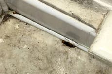 Pregnant women and new mothers living in ‘damp, cockroach-infested’ asylum accommodation