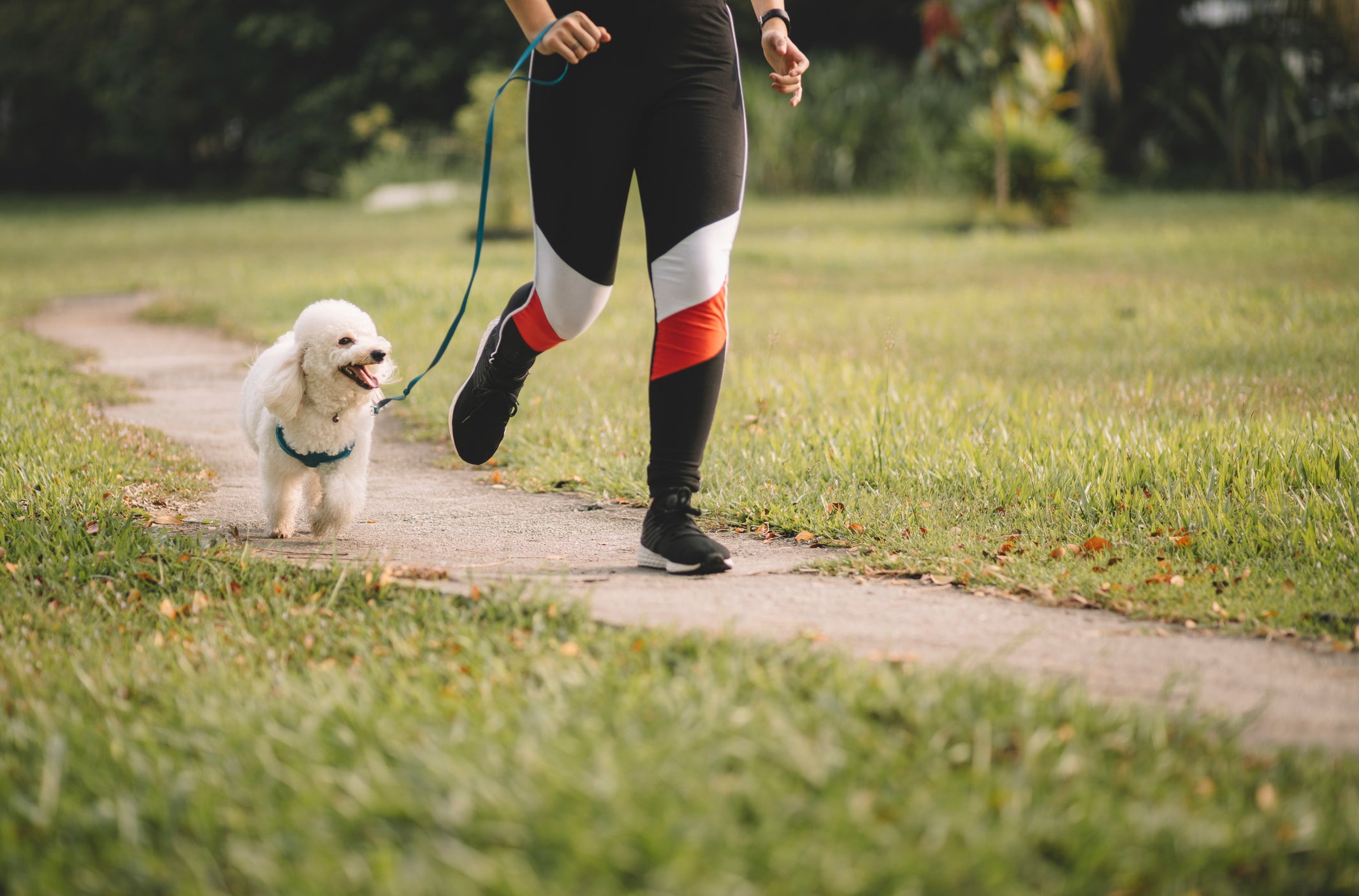 Dog theft has risen 170% since 2019, according to DogLost