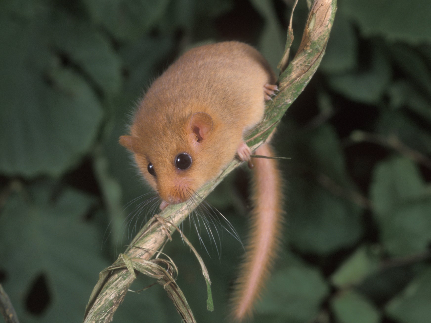 Numbers of hazel or common dormouse have fallen by 52 per cent since 1995