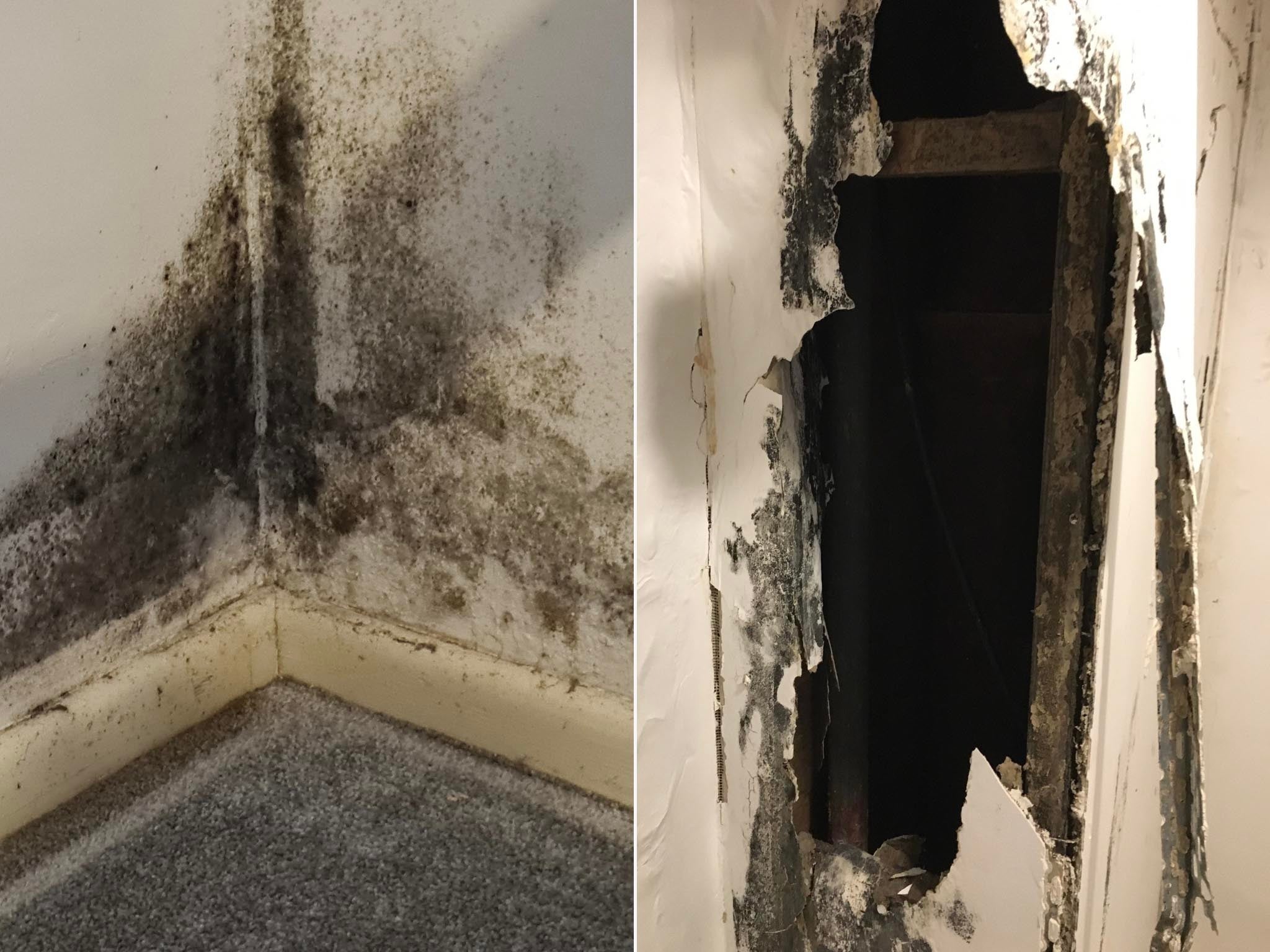 Mould and rot seen in an image shared with Shelter