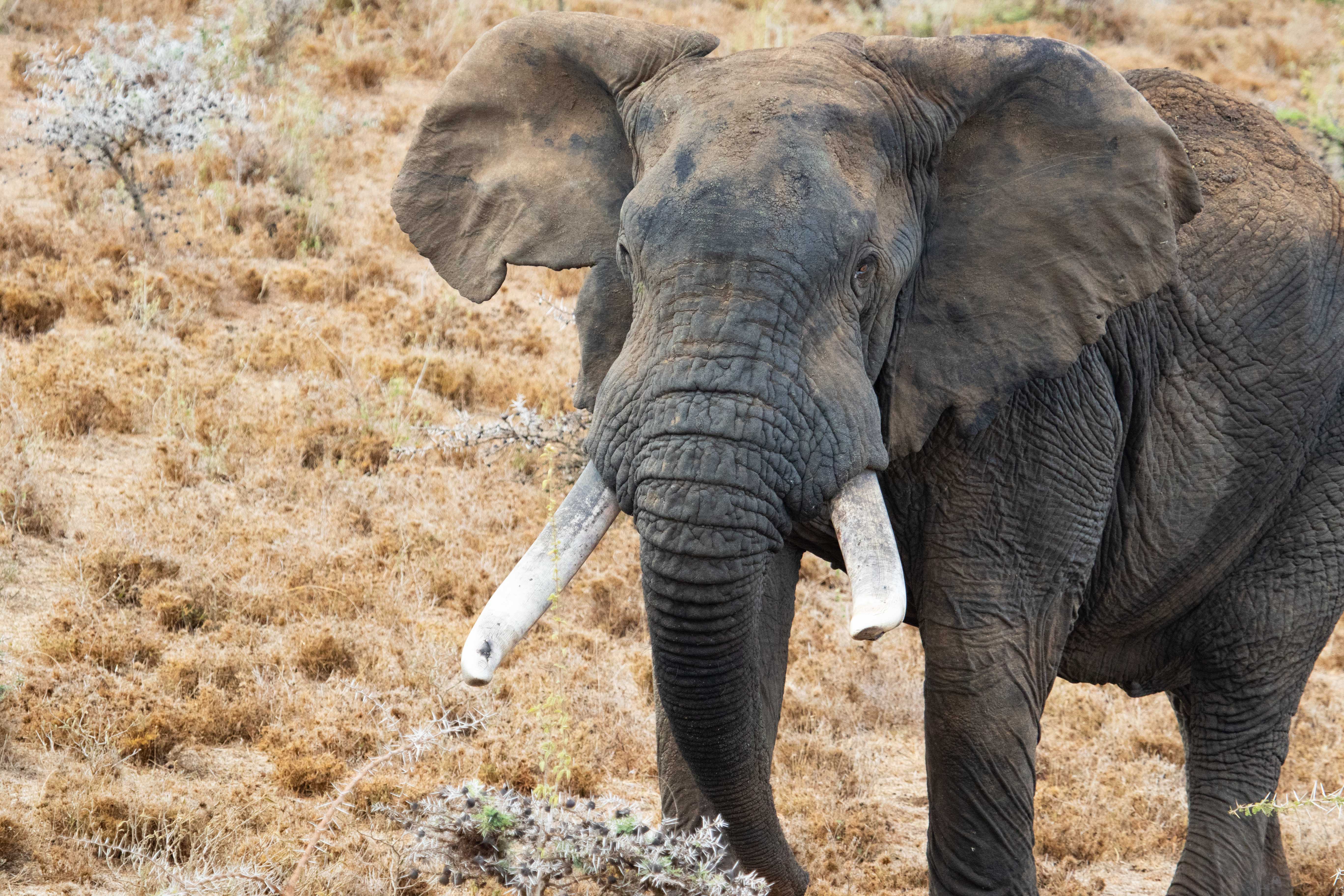 A bull elephant protected by charity Space fro Giants in Northern Kenya