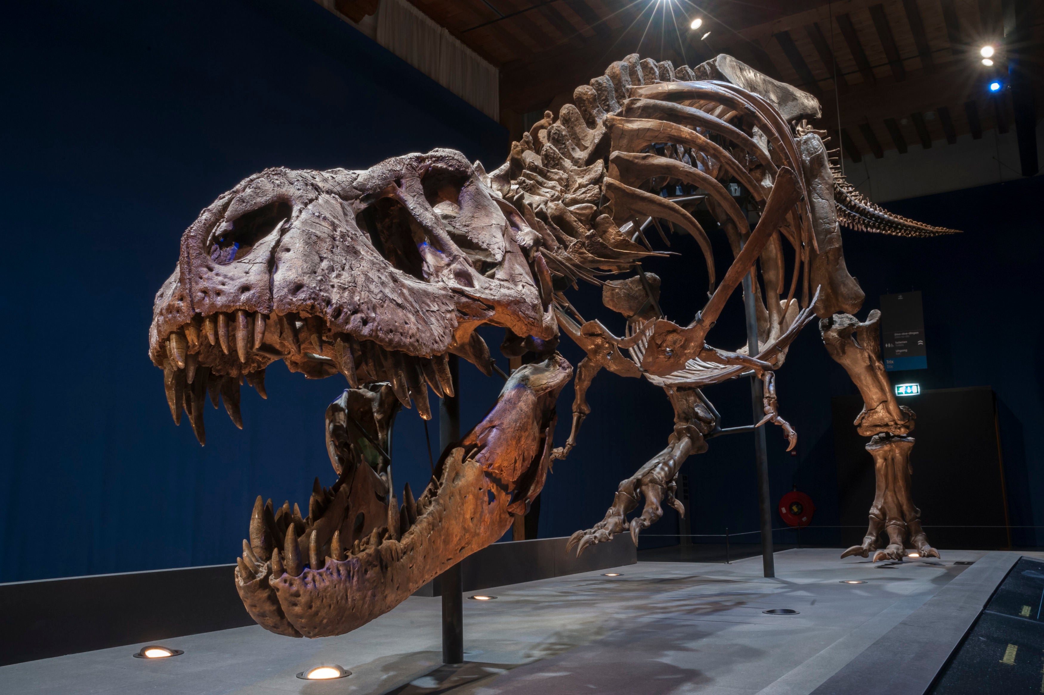 Trix, a 39ft-long Tyrannosaurus Rex skeleton which weighs the same as four cars