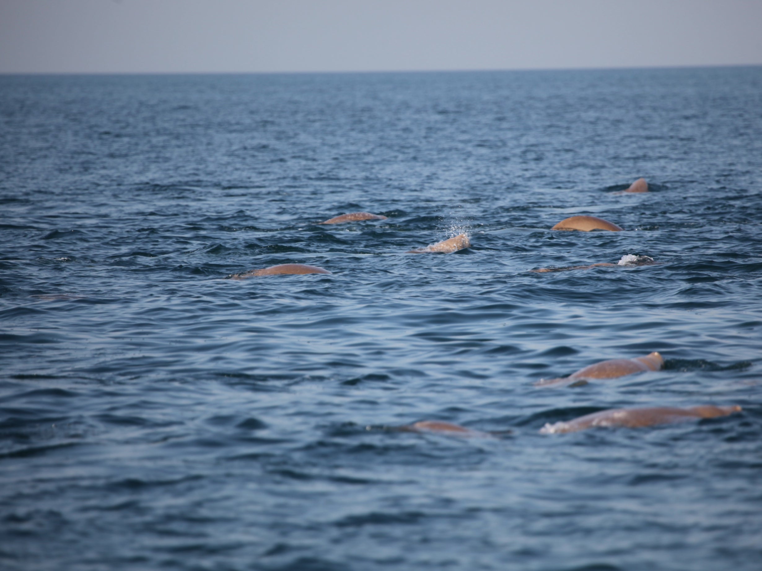 Qatar National Tourism Council is celebrating the conservation of its dugong population