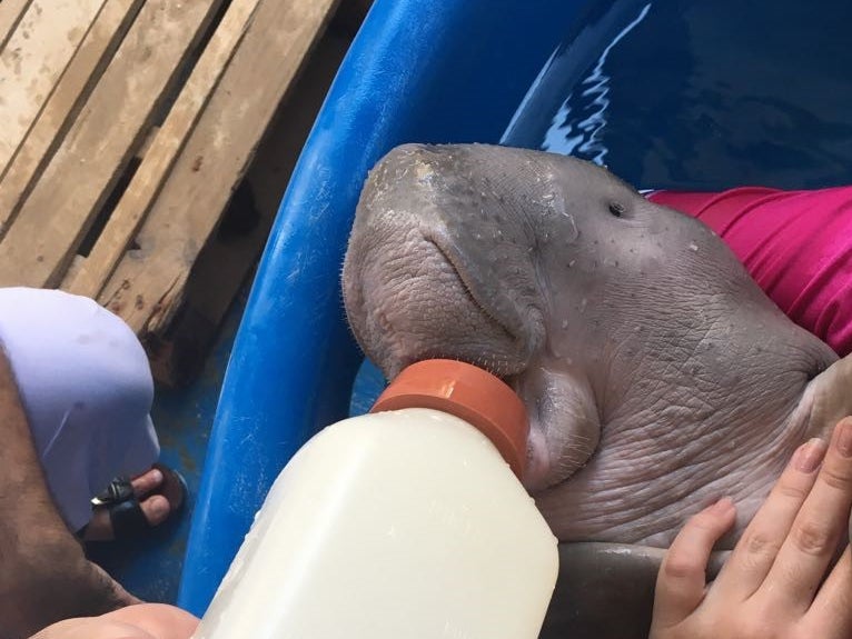 Qatar is working to preserve its resident dugongs