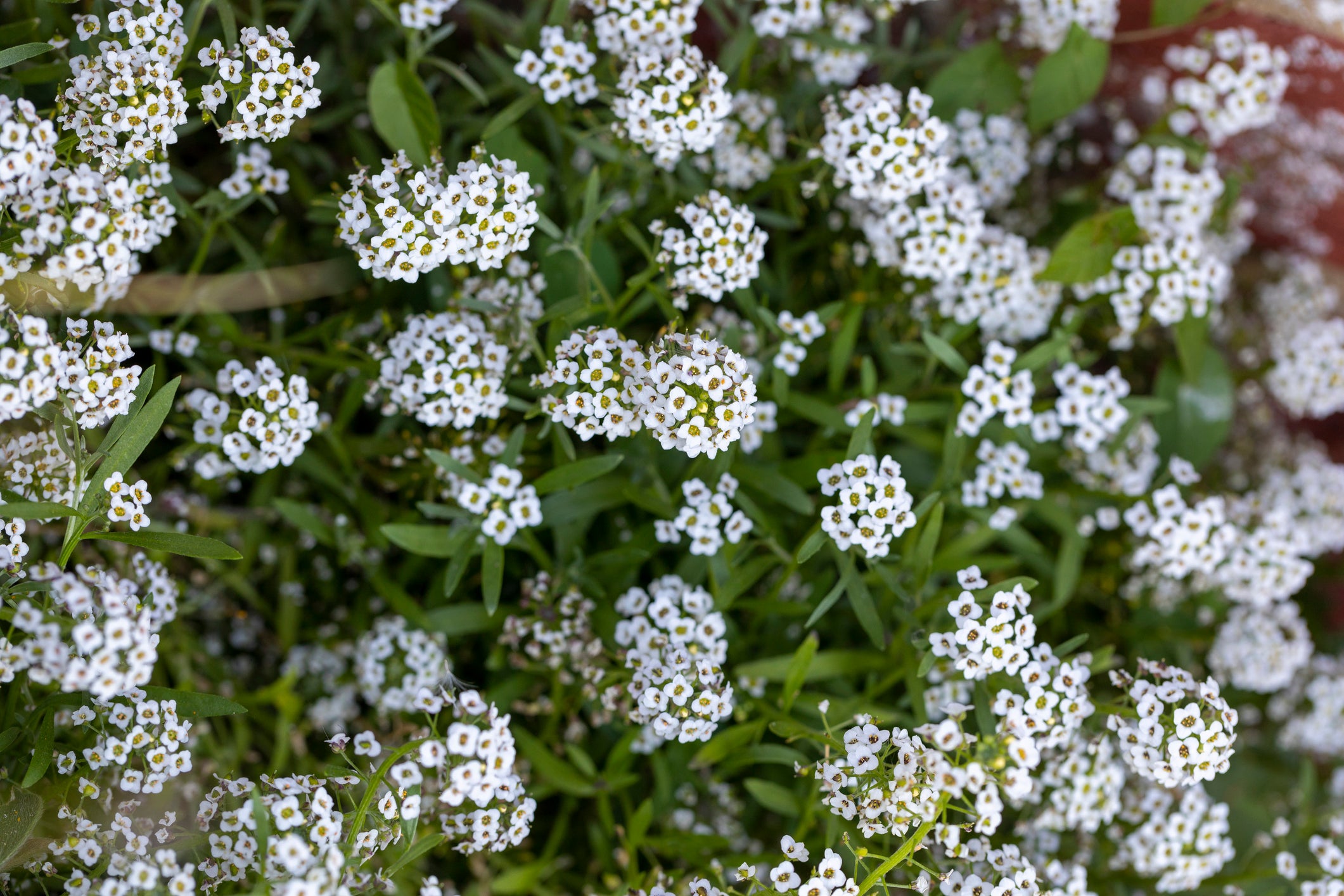 Alyssum enhances biological aphid control