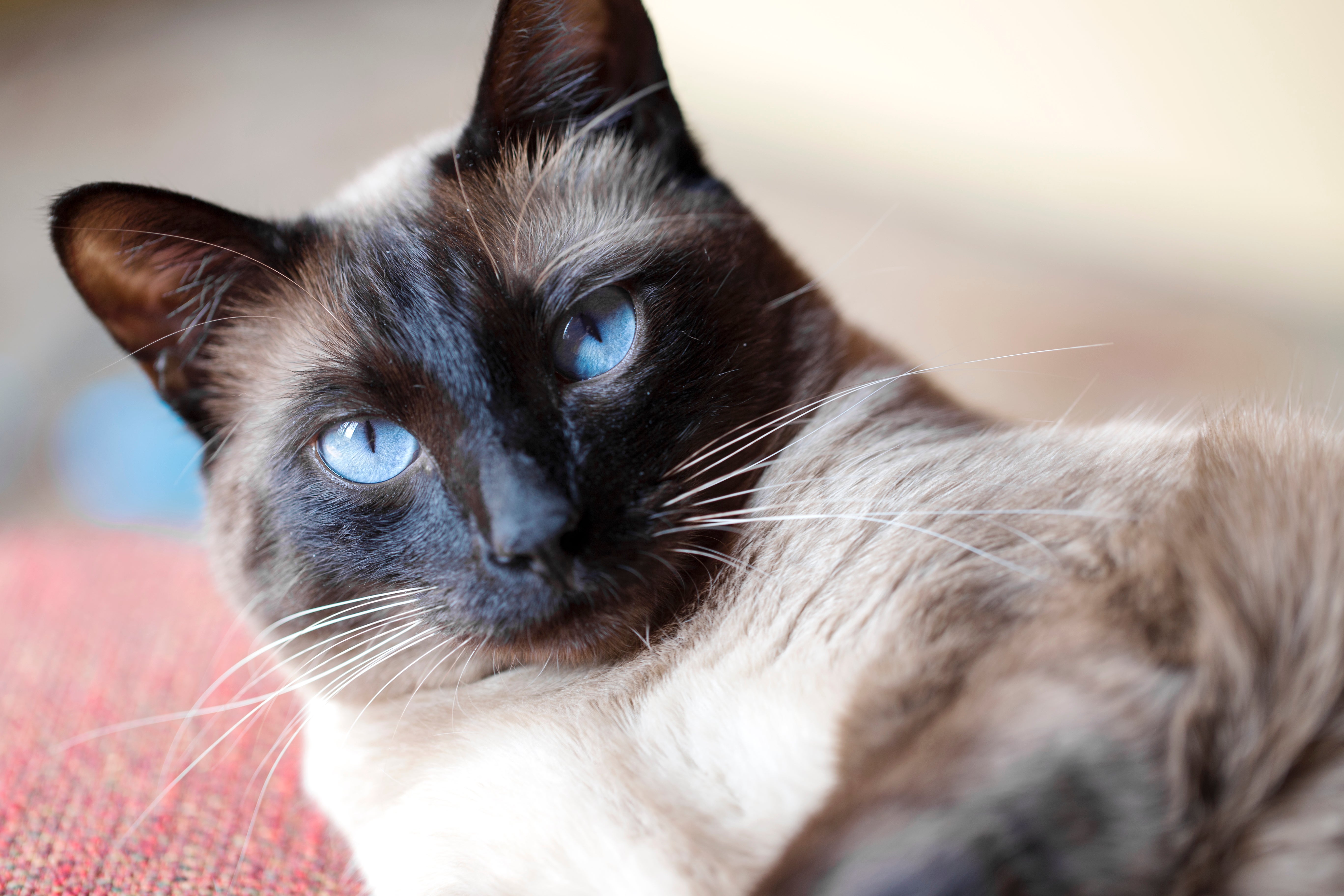 A Siamese cat in the UK caught Covid-19 from its owner last year.