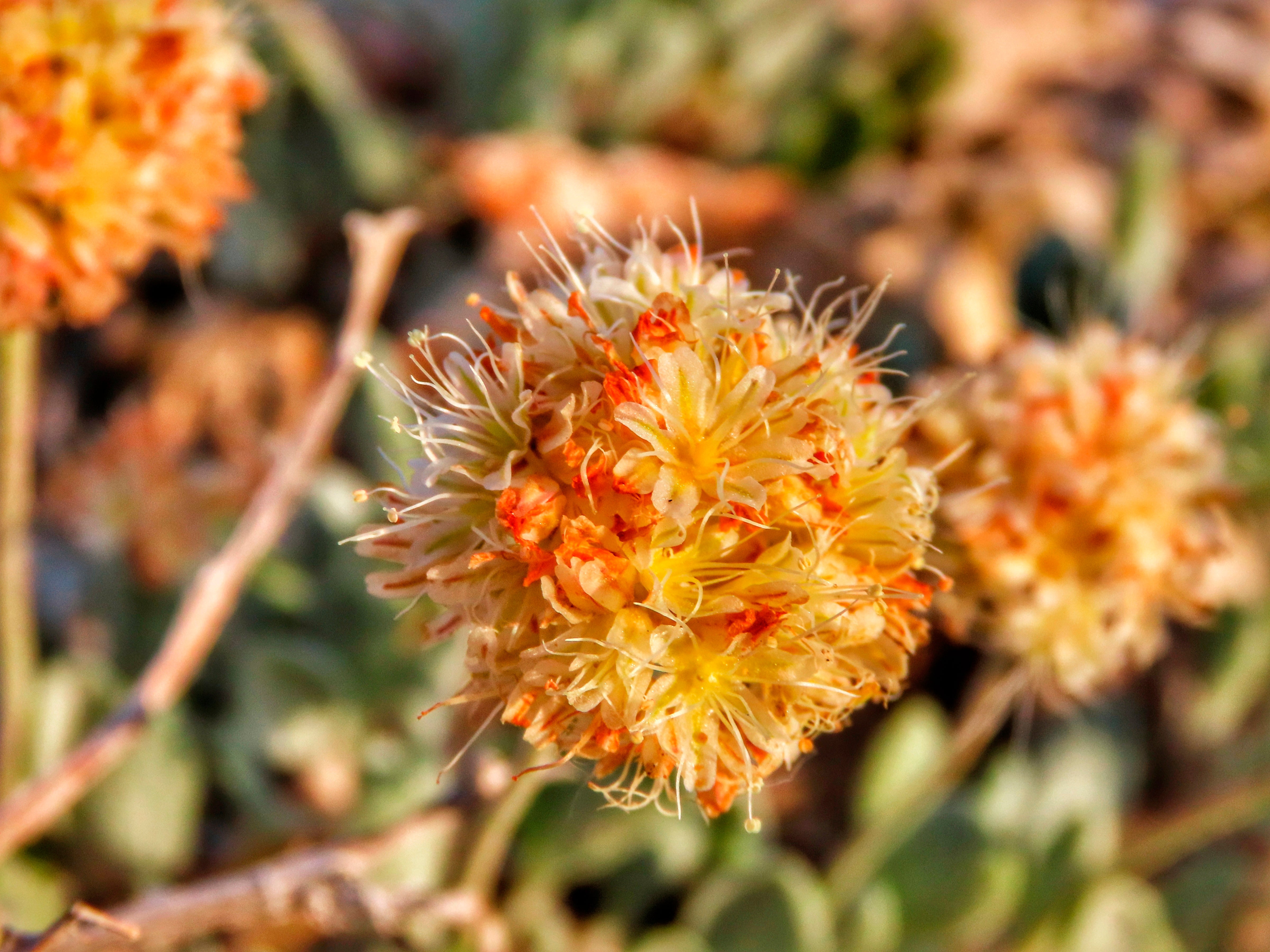 Rare Wildflower Lithium Mine